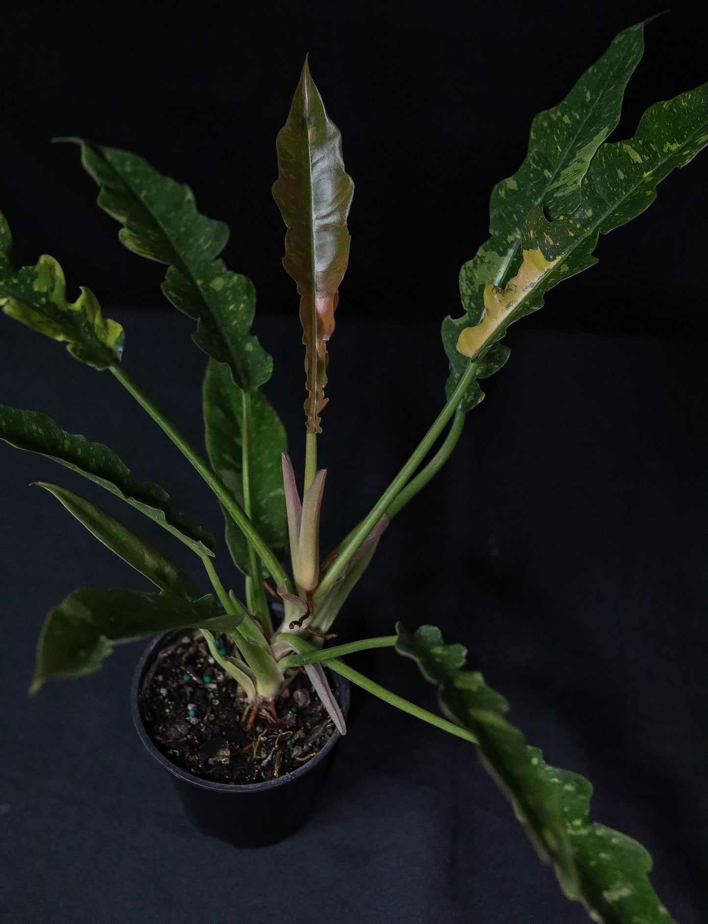 Philodendron Ring of Fire