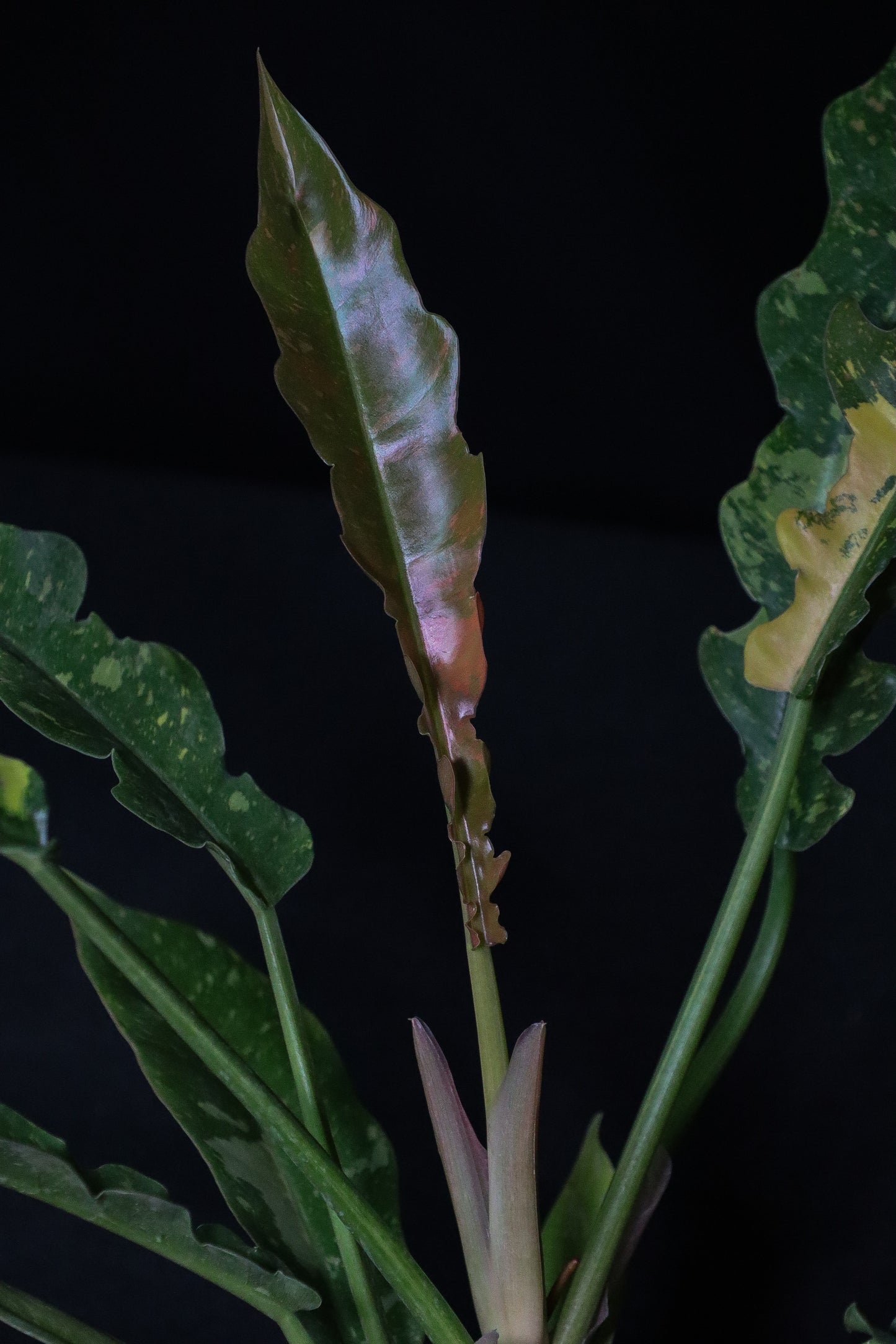 Philodendron Ring of Fire