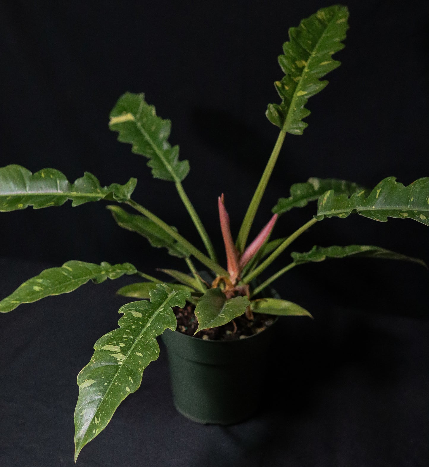 Philodendron Ring of Fire