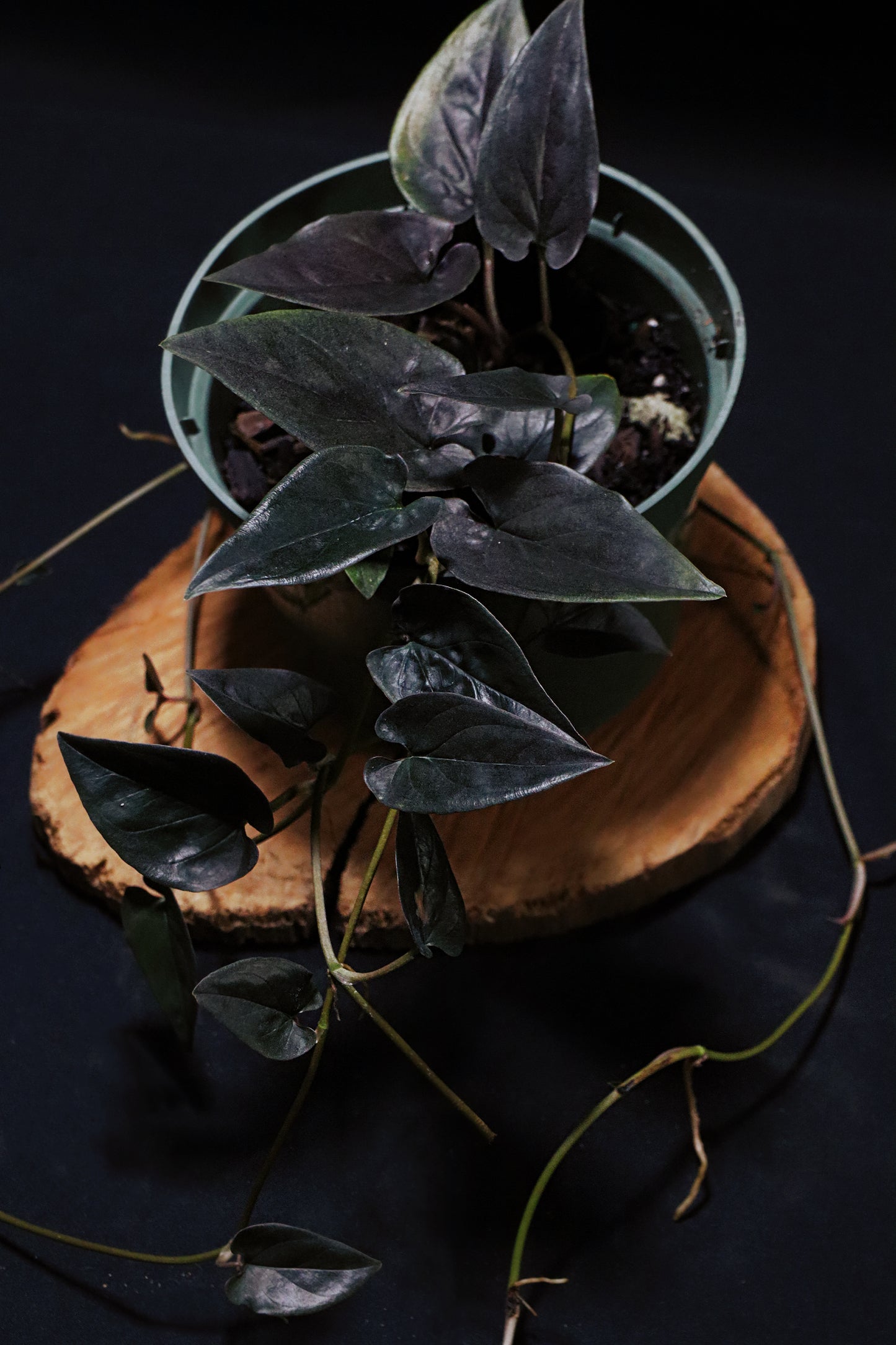 Syngonium Red Arrow