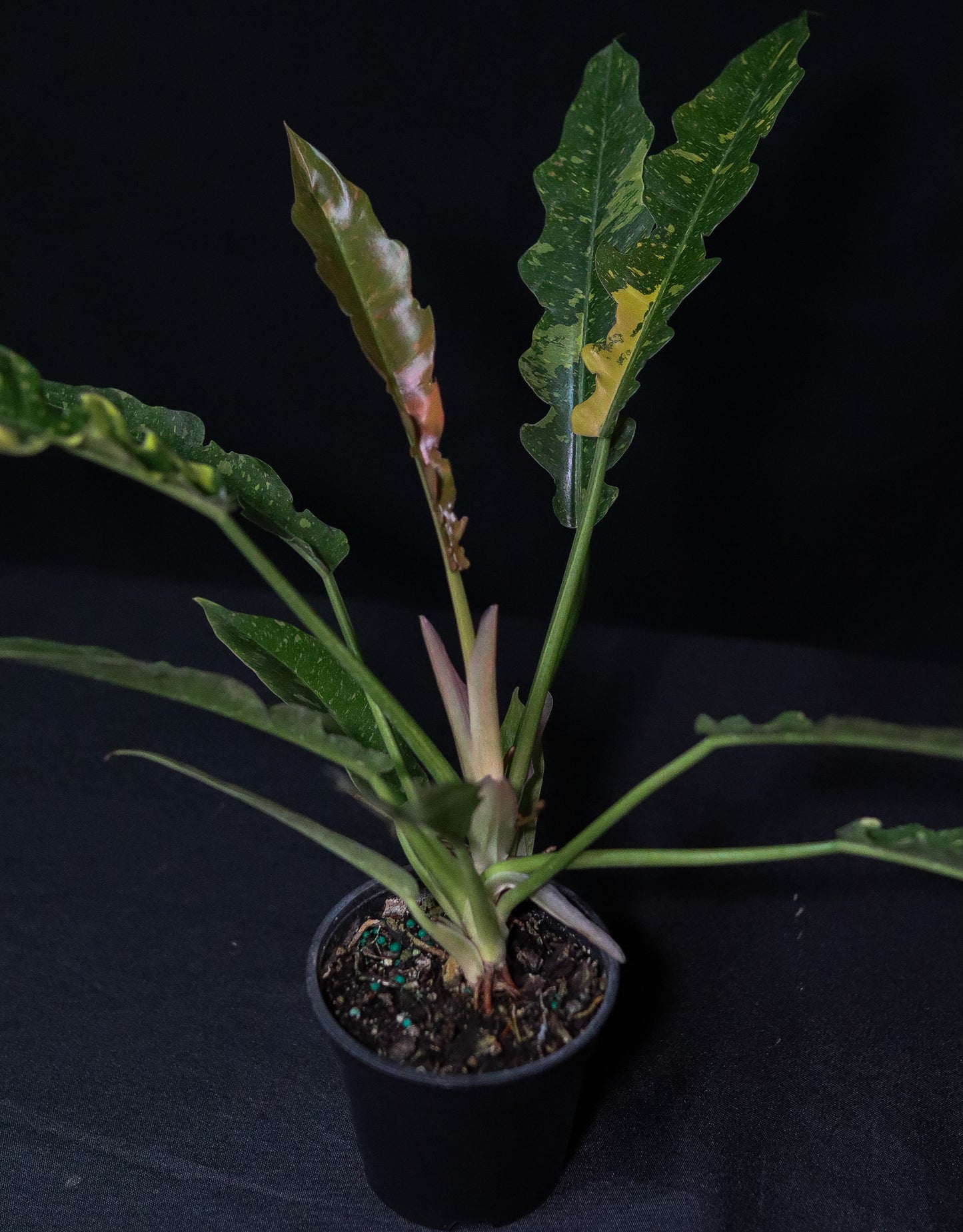 Philodendron Ring of Fire