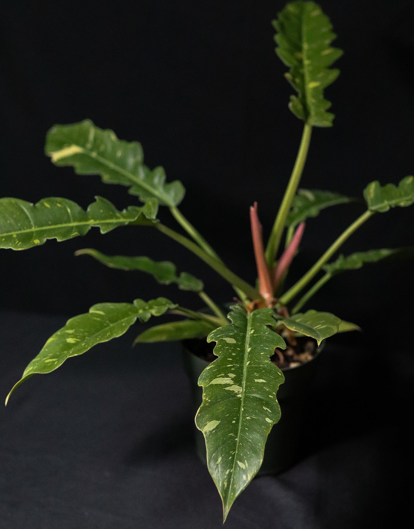 Philodendron Ring of Fire