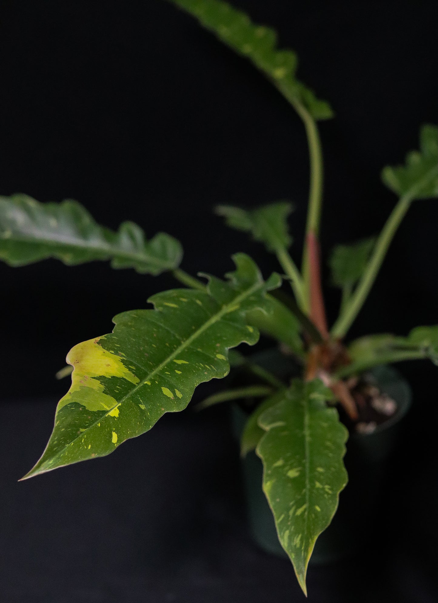 Philodendron Ring of Fire