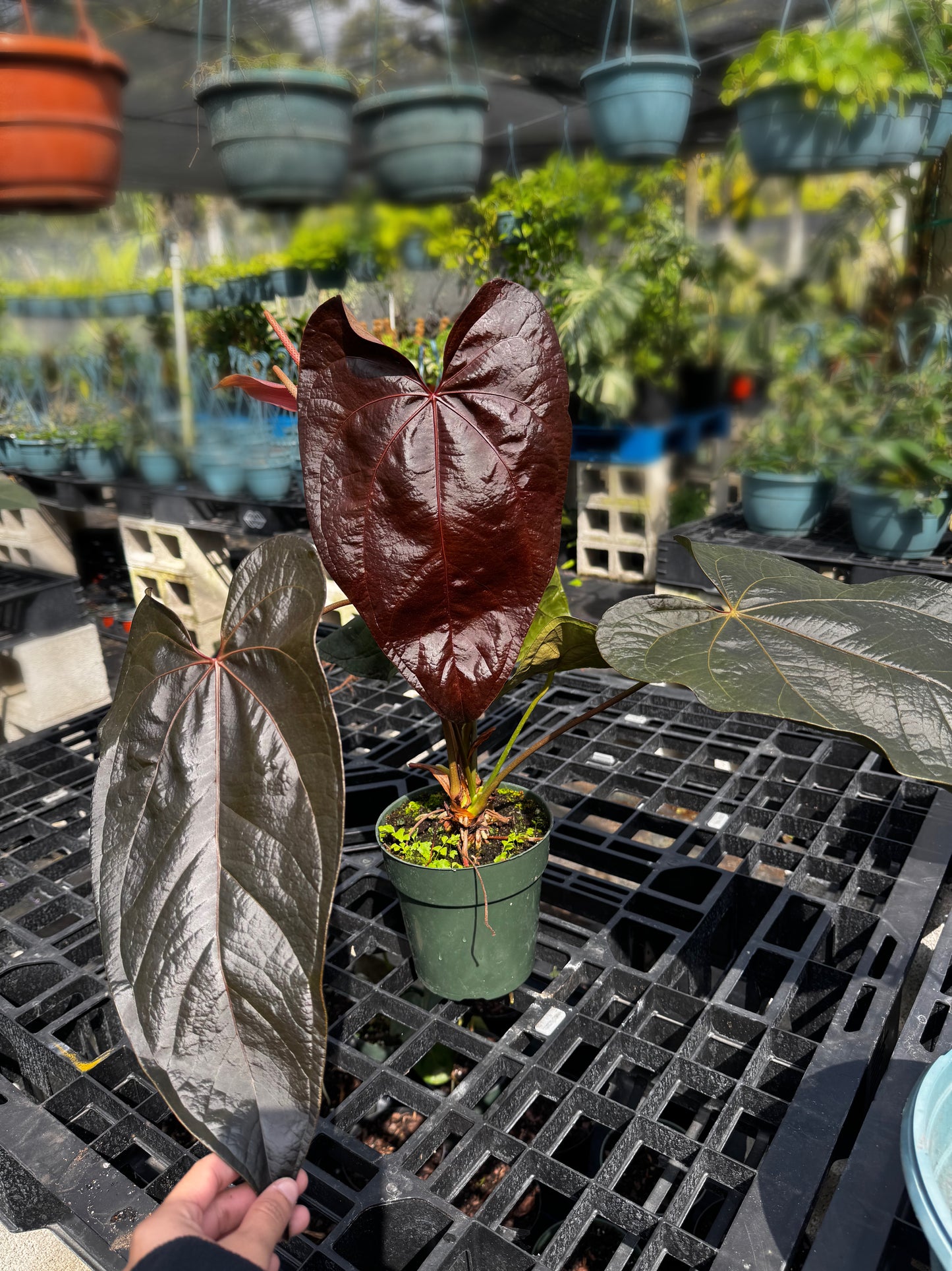Anthurium Queen Of Hearts