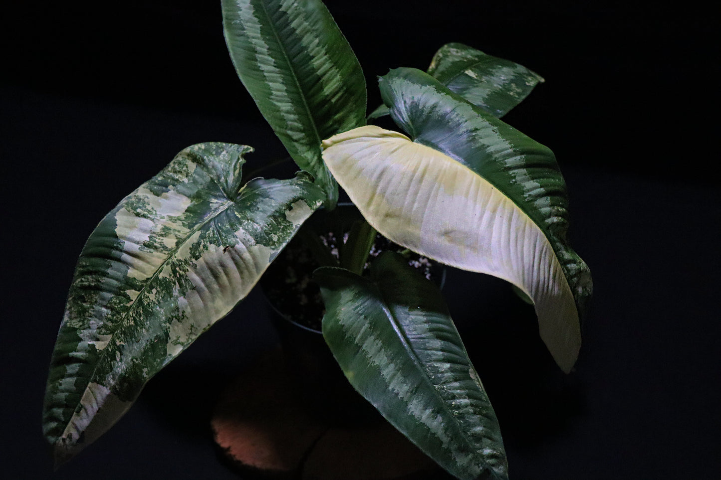 Schismatoglottis Variegated