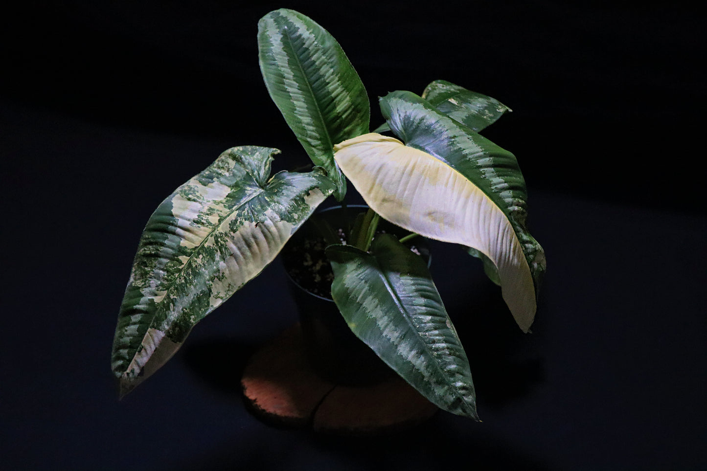 Schismatoglottis Variegated