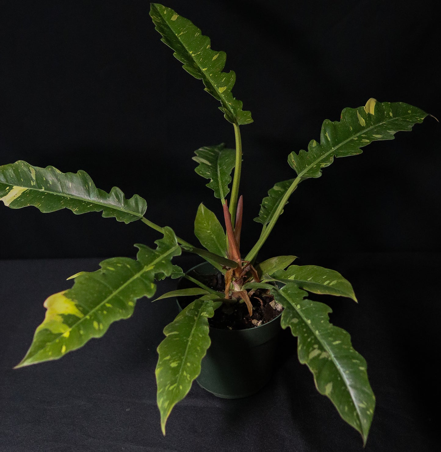 Philodendron Ring of Fire