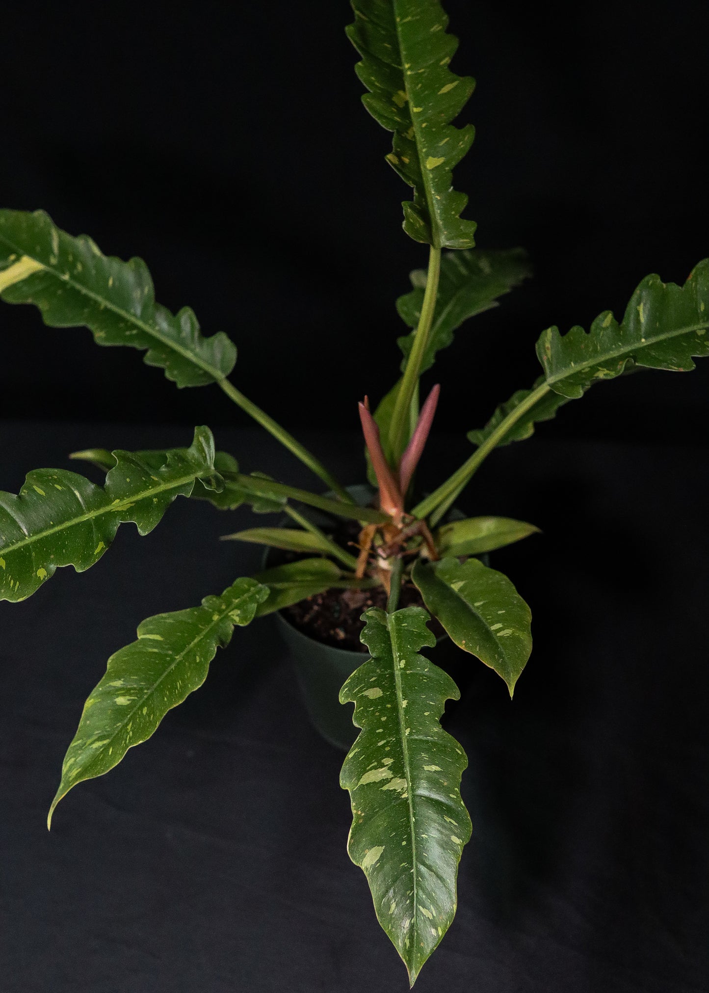 Philodendron Ring of Fire