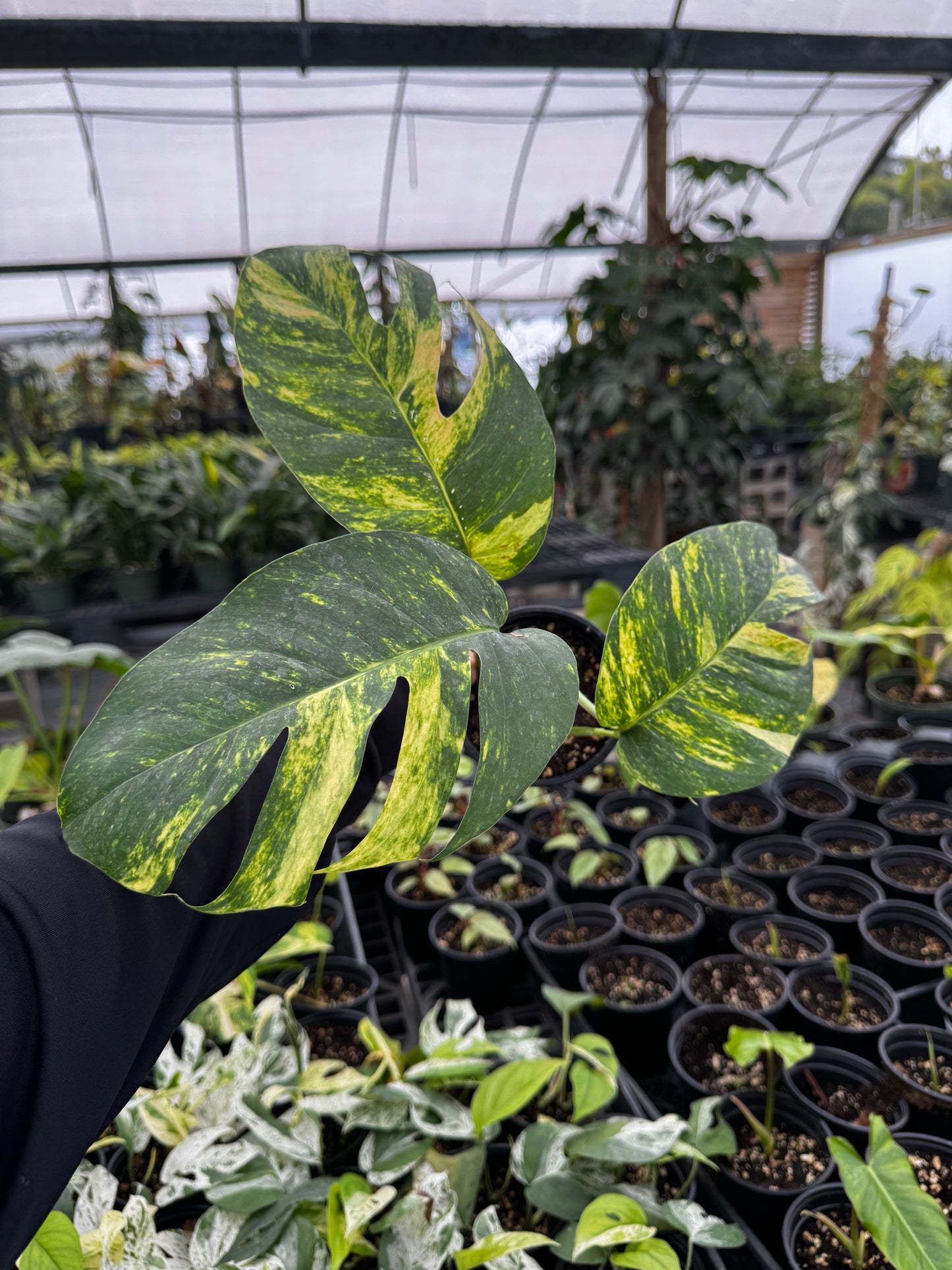 Epipremnum Yellow Flame