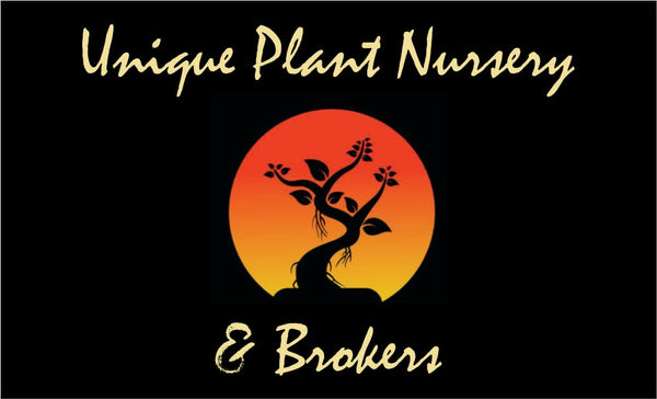 Unique Plant Nursery & Brokers