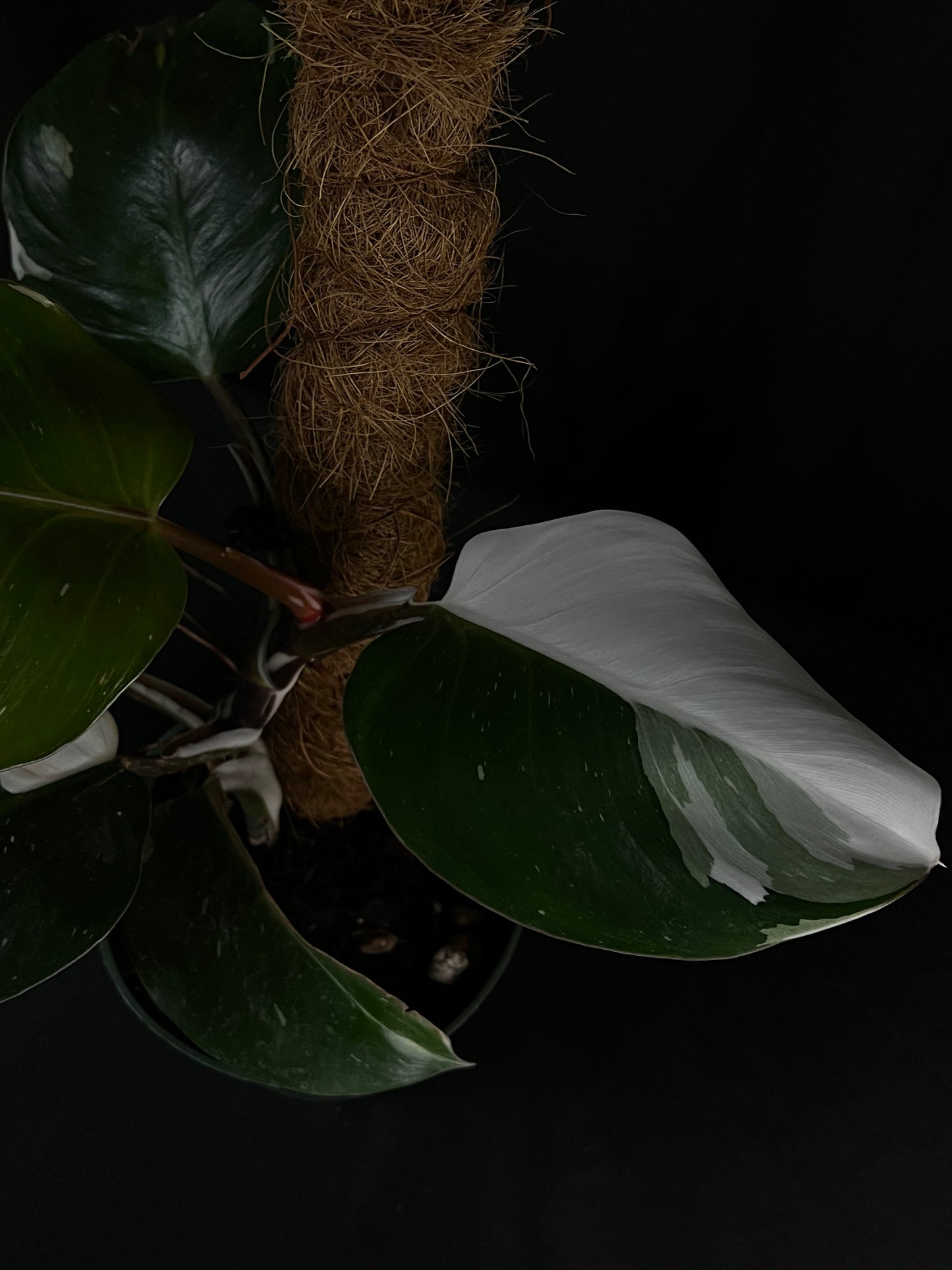 Philodendron White Knight
