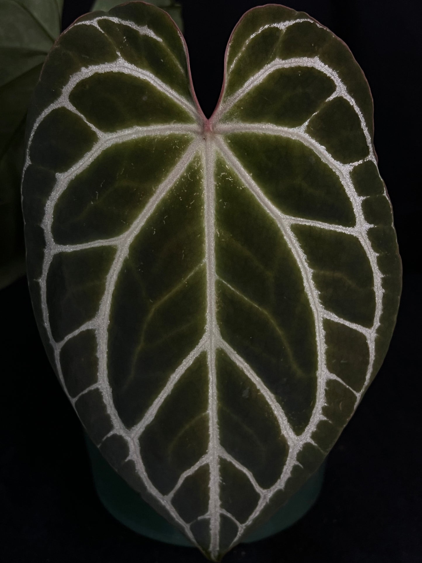 Anthurium Crystallinum