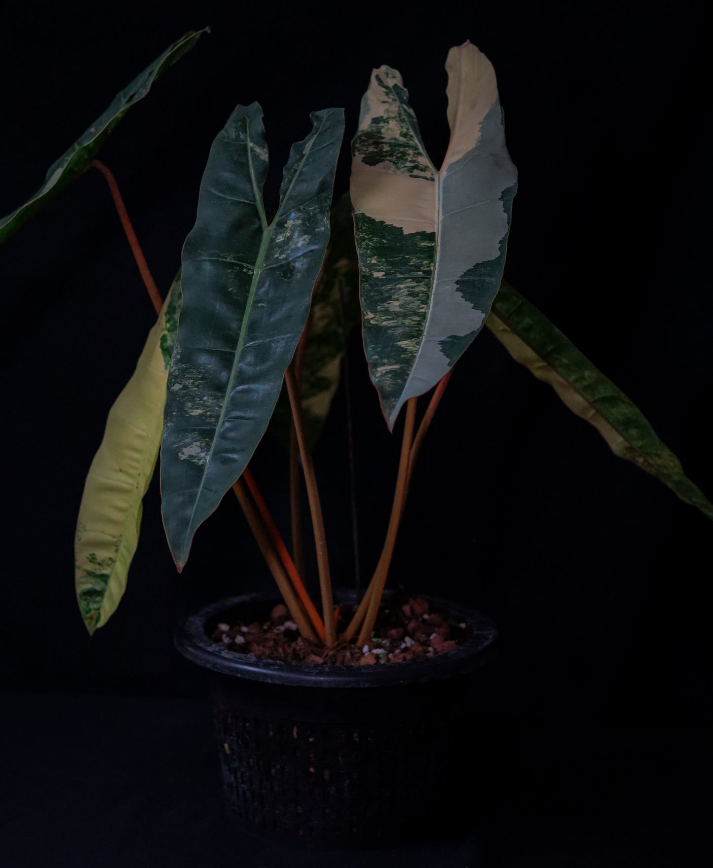 Philodendron Billietiae Variegated