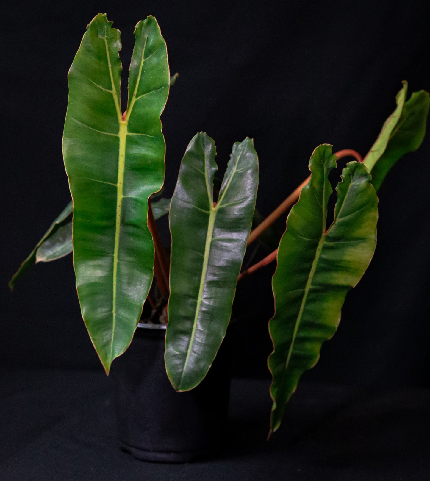 Philodendron Billietiae