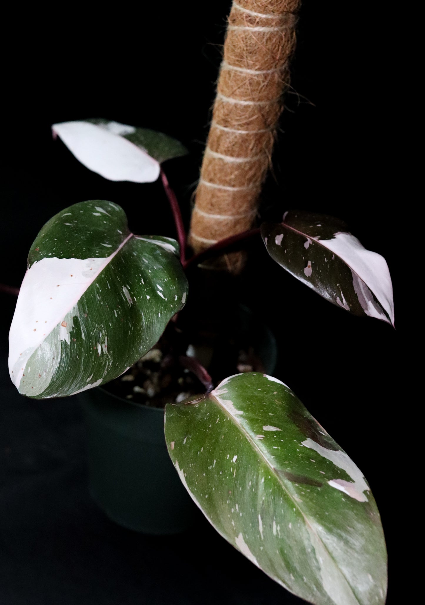 Philodendron Red Anderson