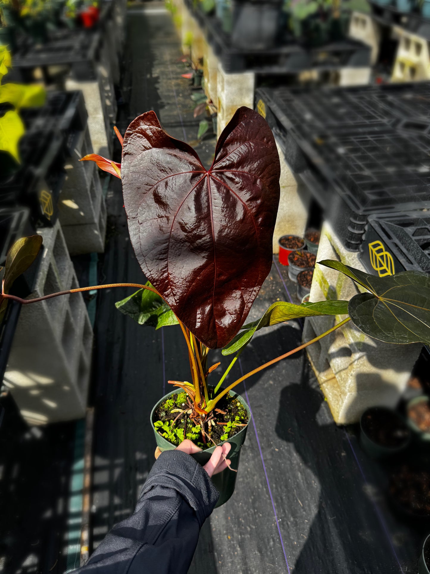 Anthurium Queen Of Hearts