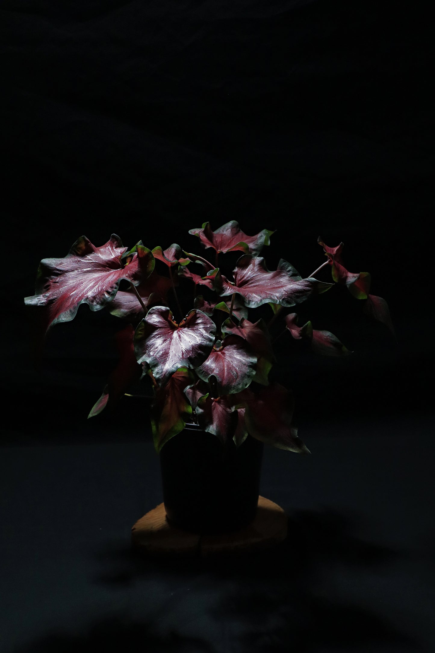 Caladium Fairytale