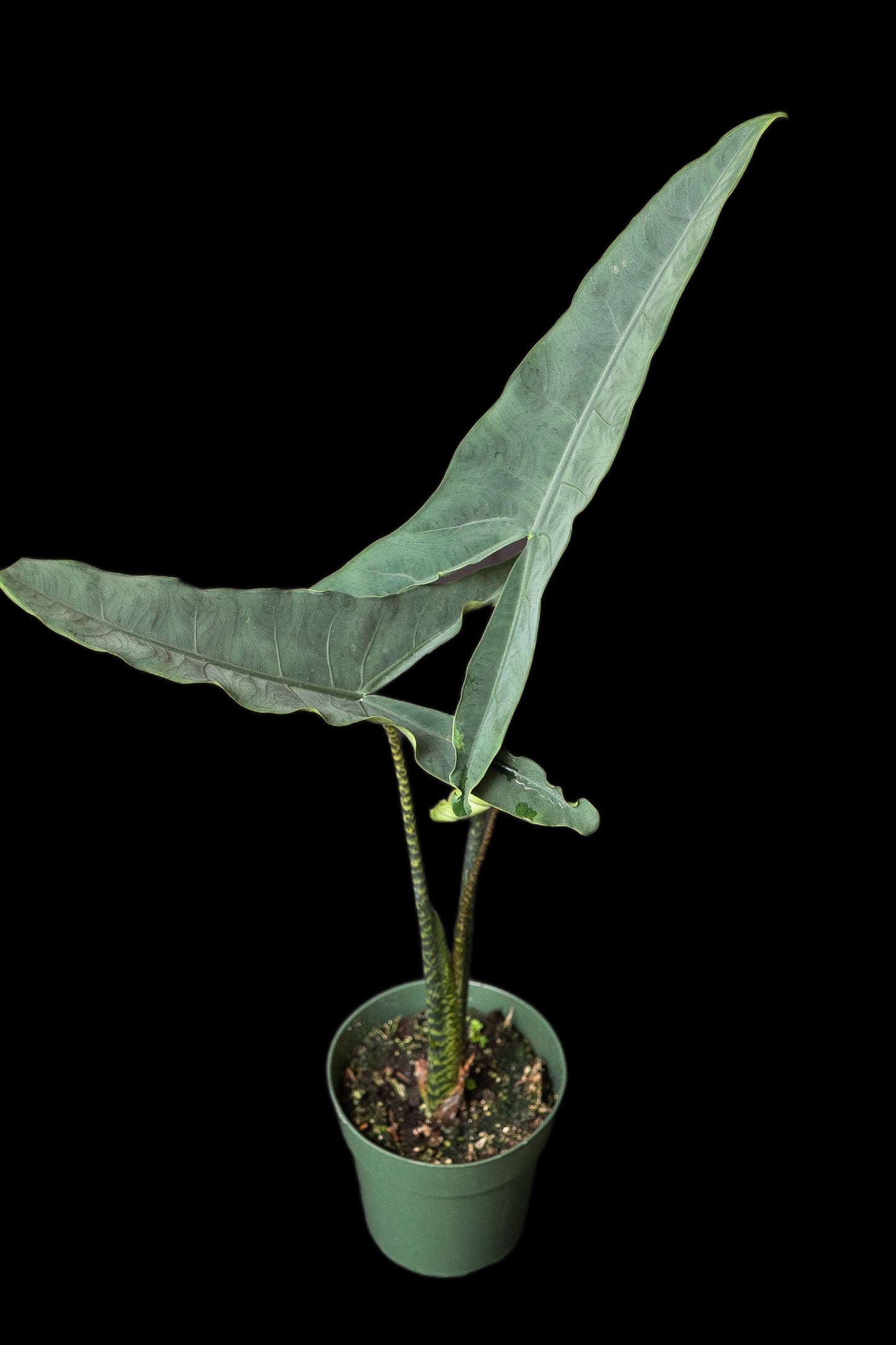 Alocasia Tigrina Superba