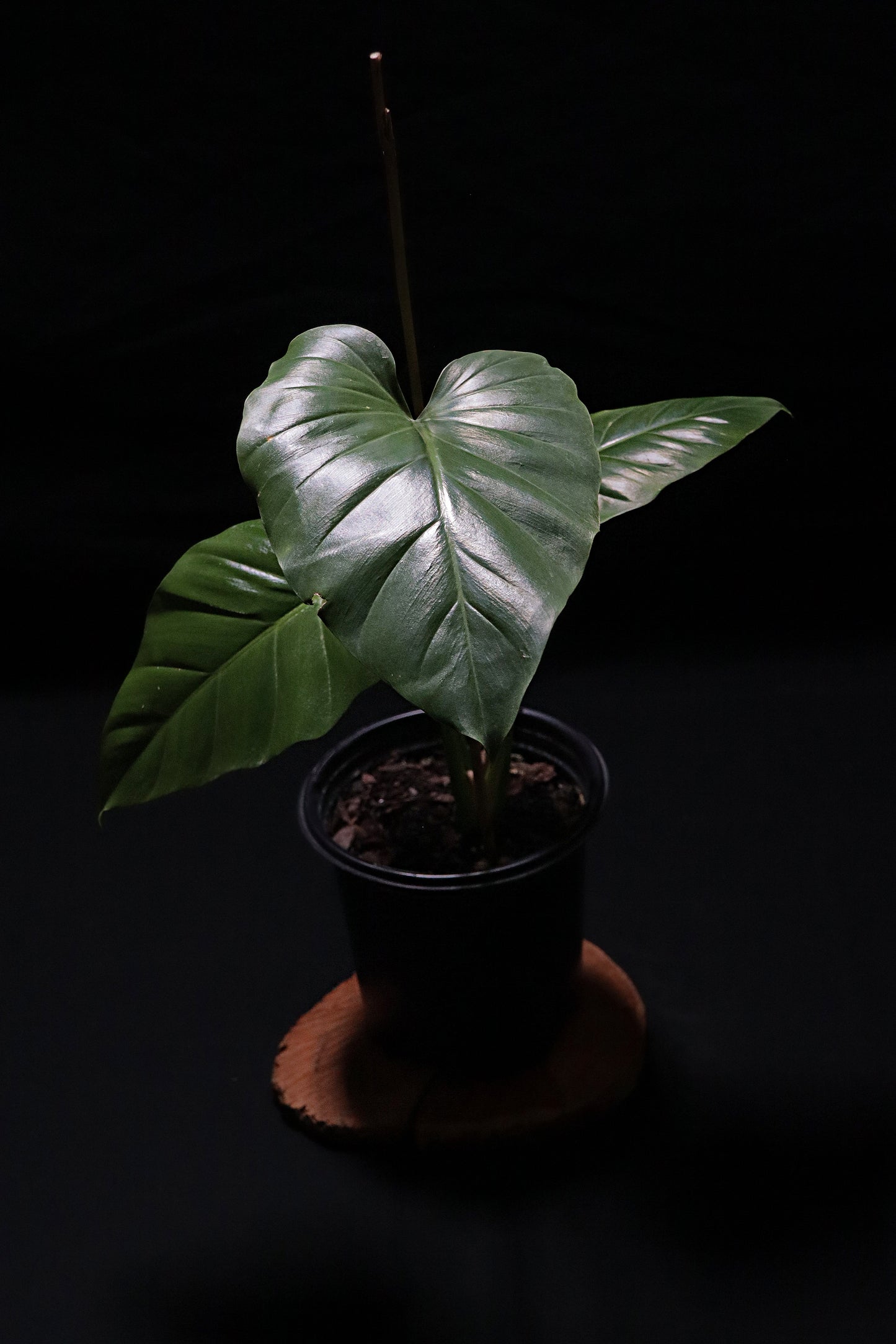 Philodendron Wilsonii