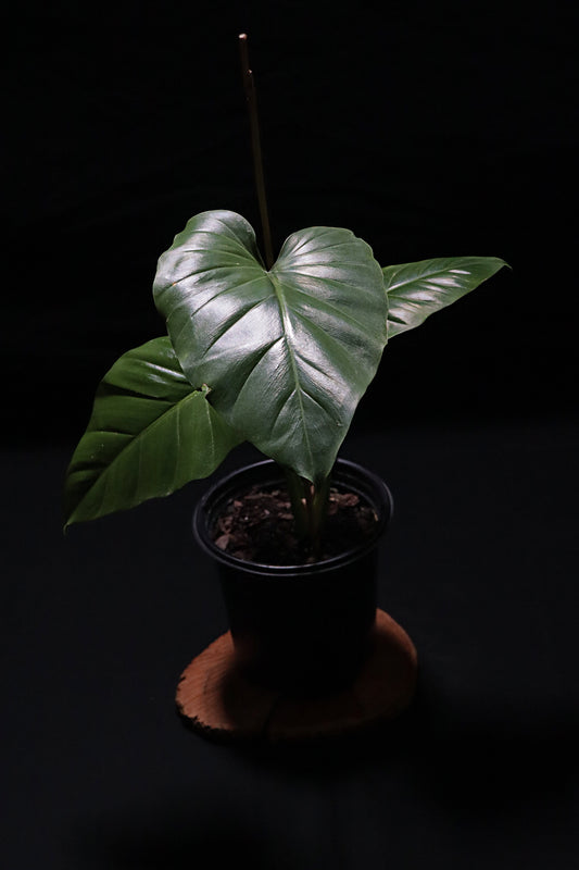 Philodendron Wilsonii