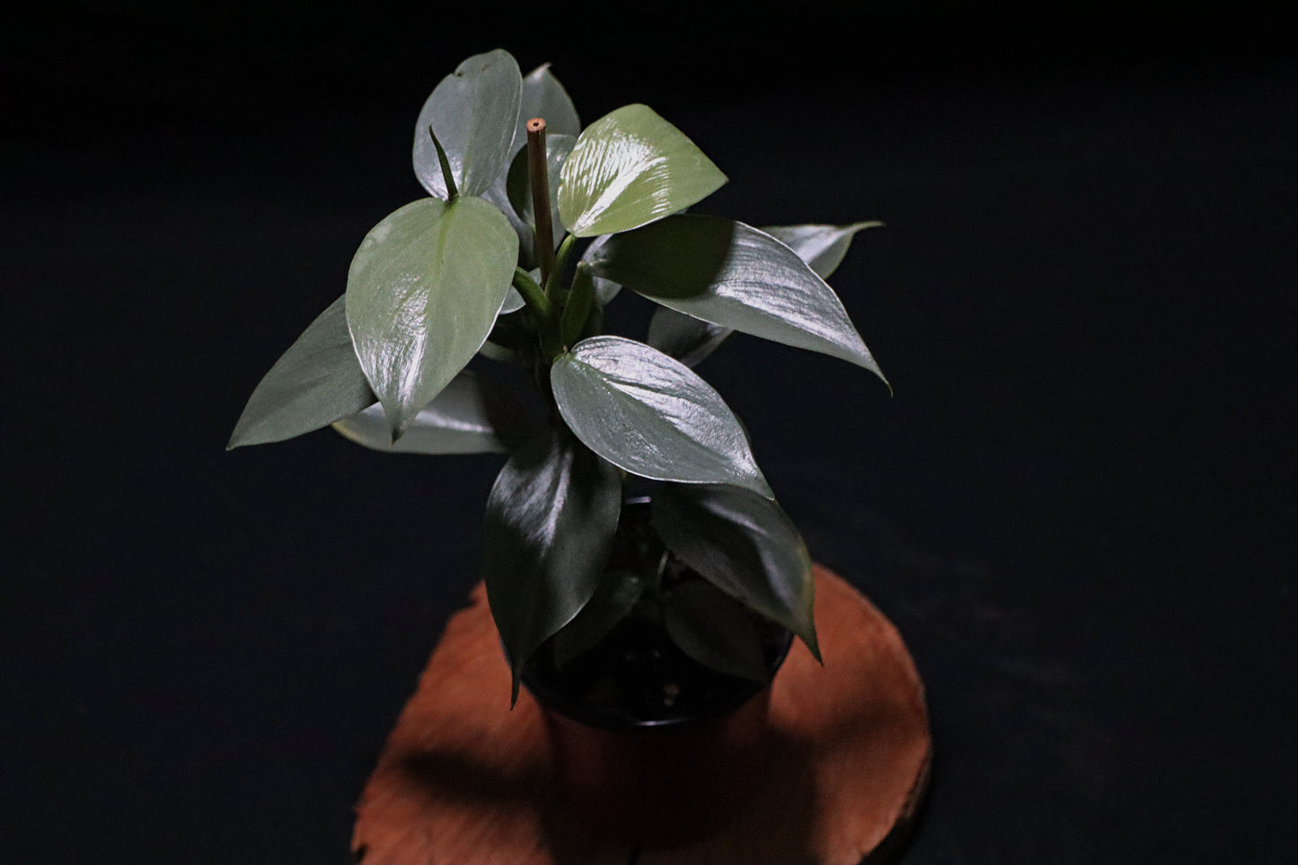 Philodendron Silver Sword