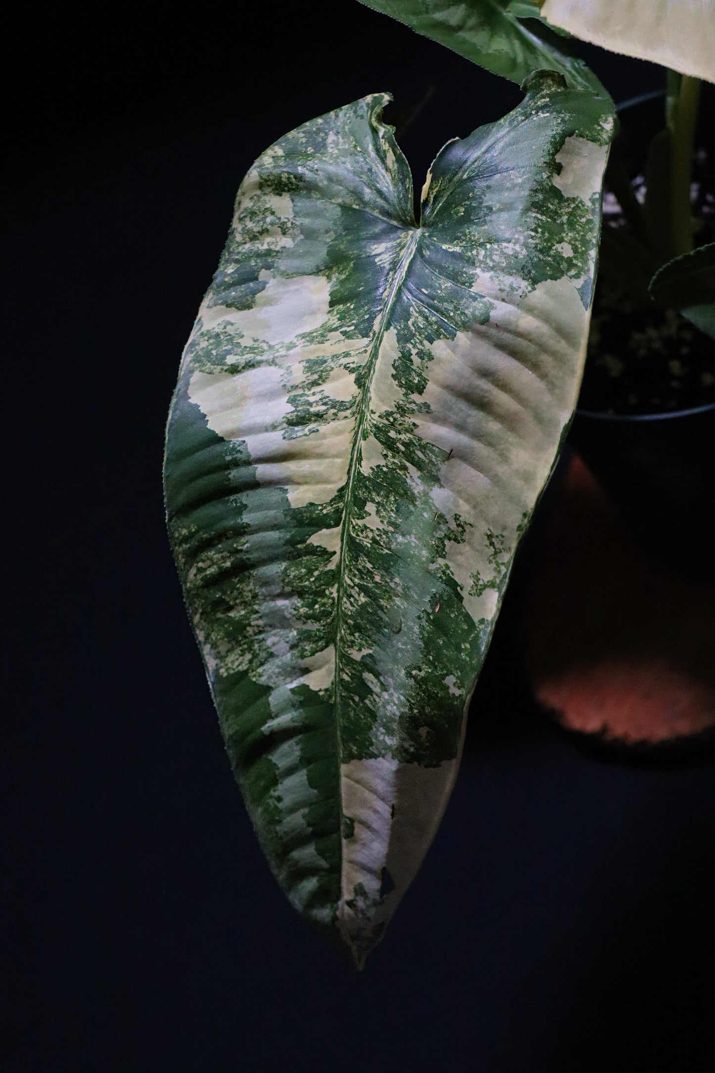 Schismatoglottis Variegated