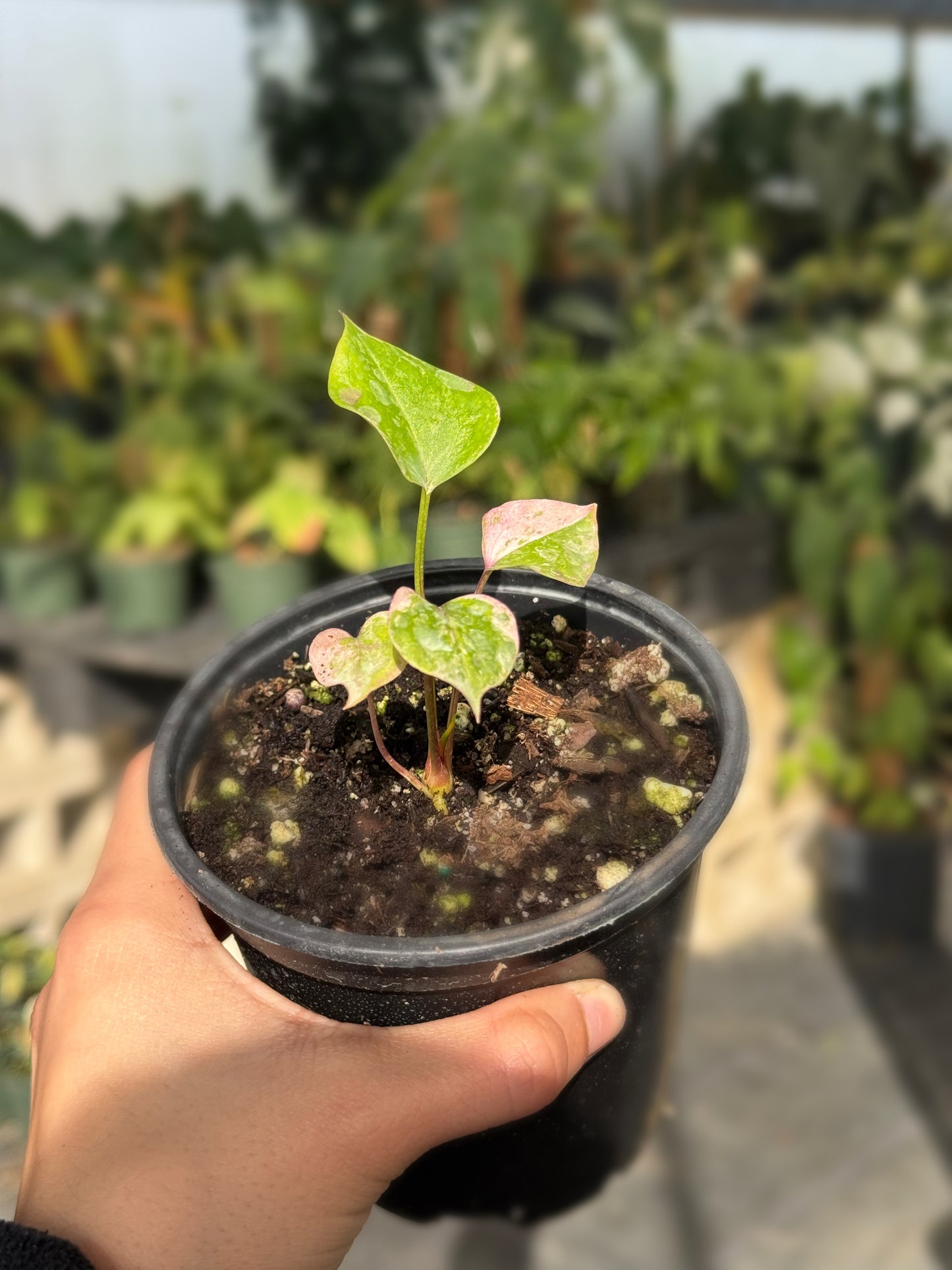 Anthurium Hookerii Cocktail