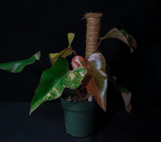 Philodendron Strawberry Shake