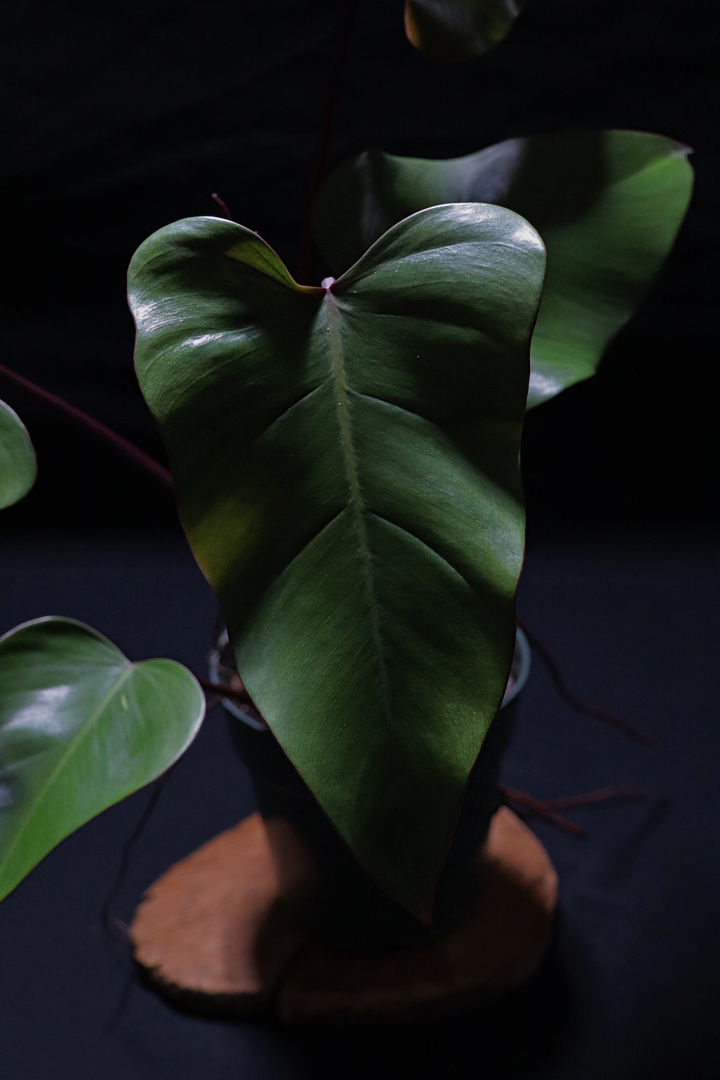 Philodendron Dark Lord