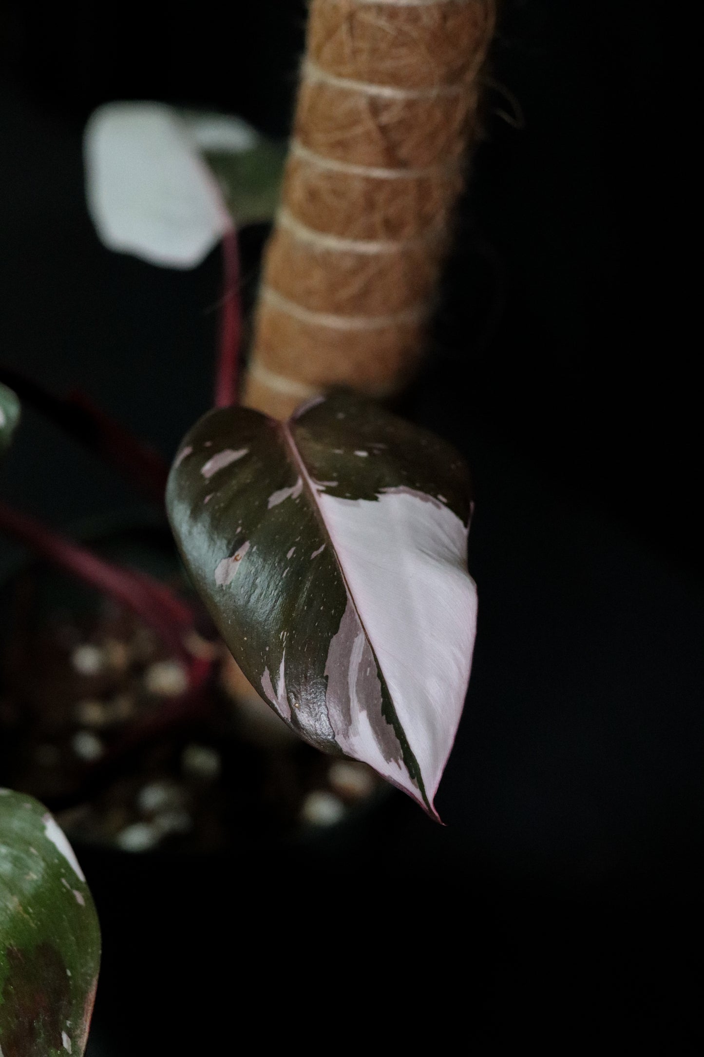 Philodendron Red Anderson