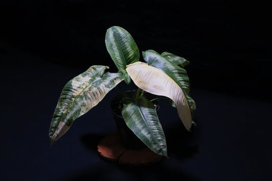 Schismatoglottis Variegated