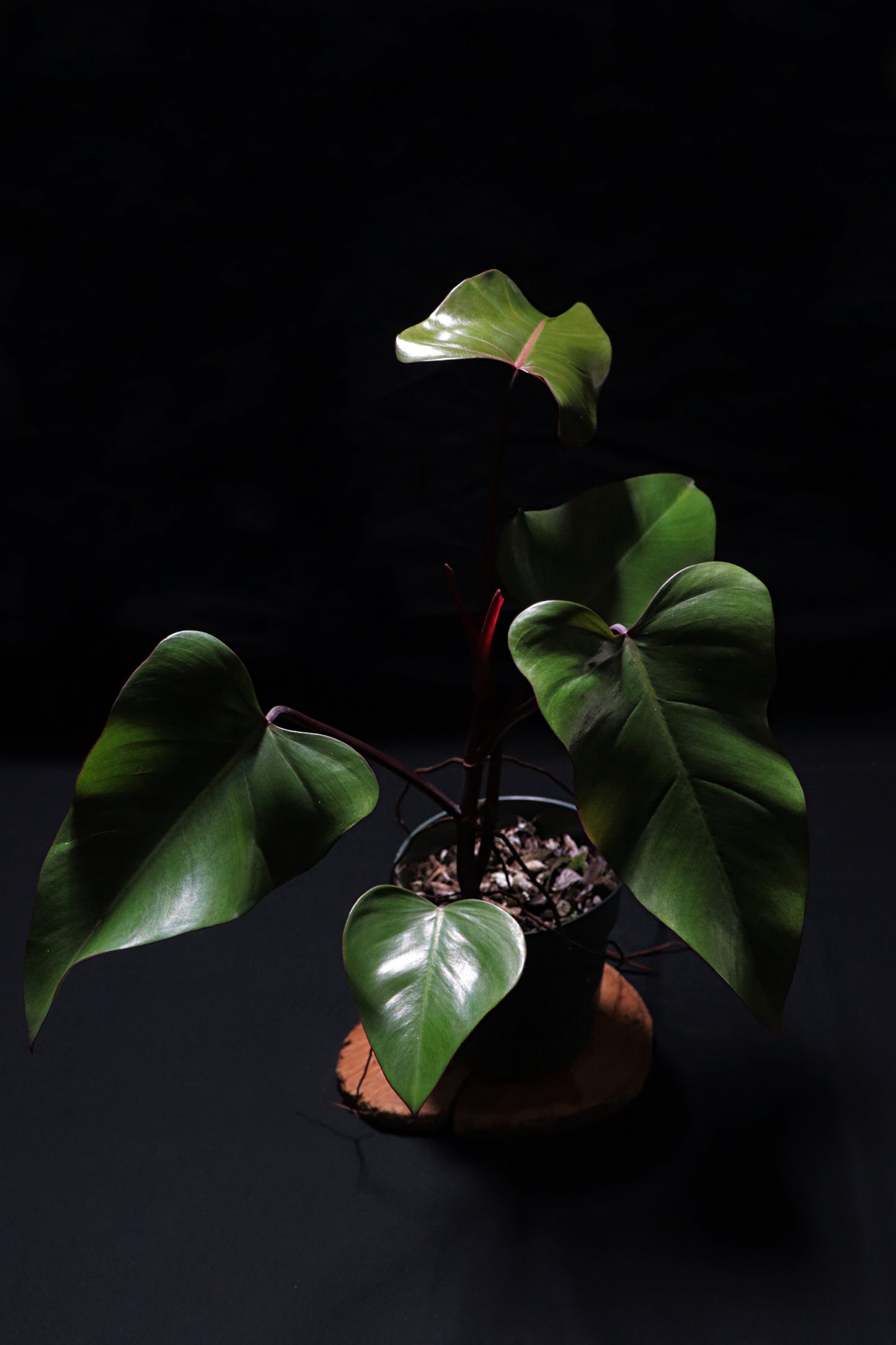 Philodendron Dark Lord