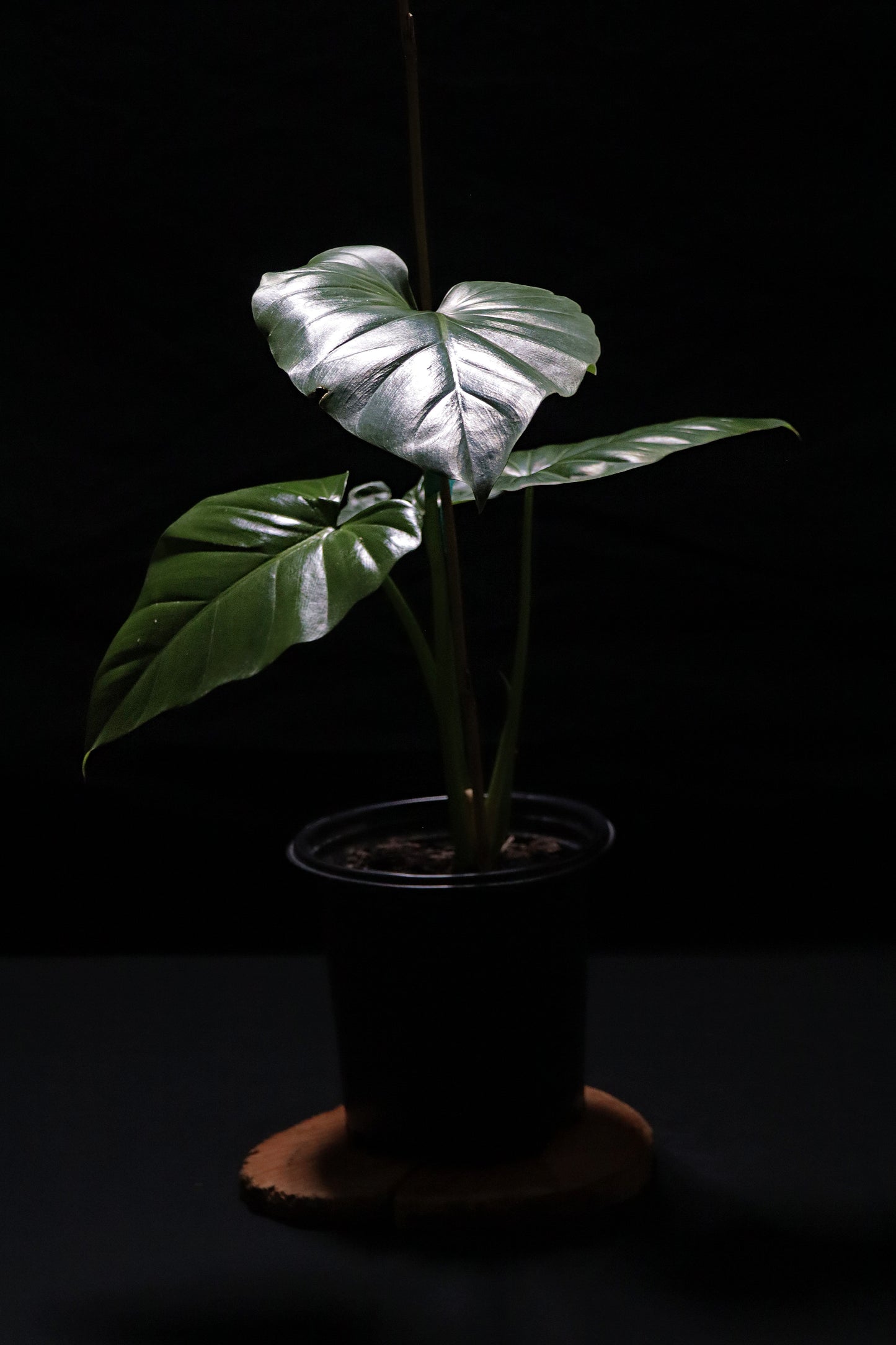 Philodendron Wilsonii