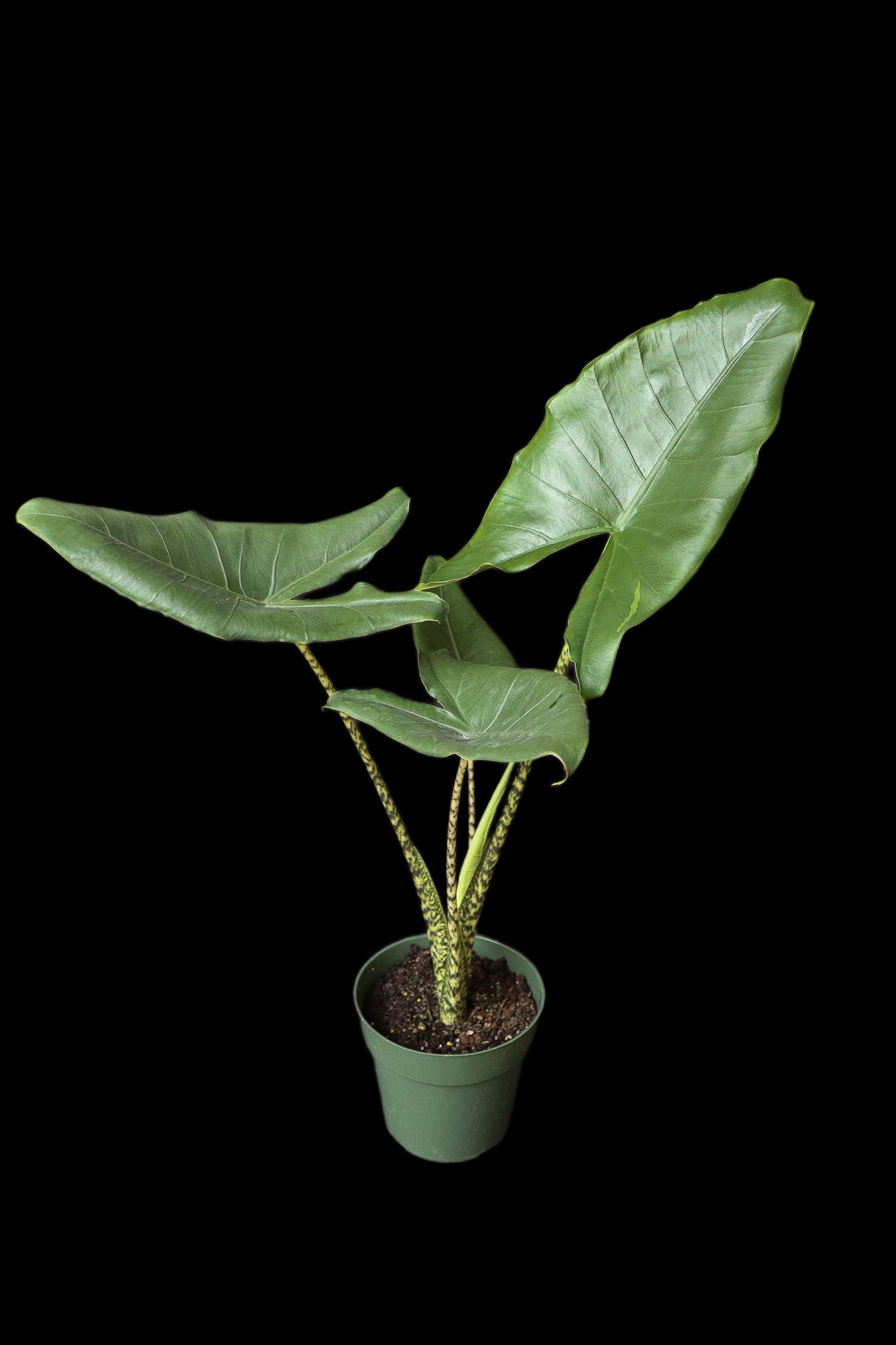 Alocasia Zebrina Reticulata