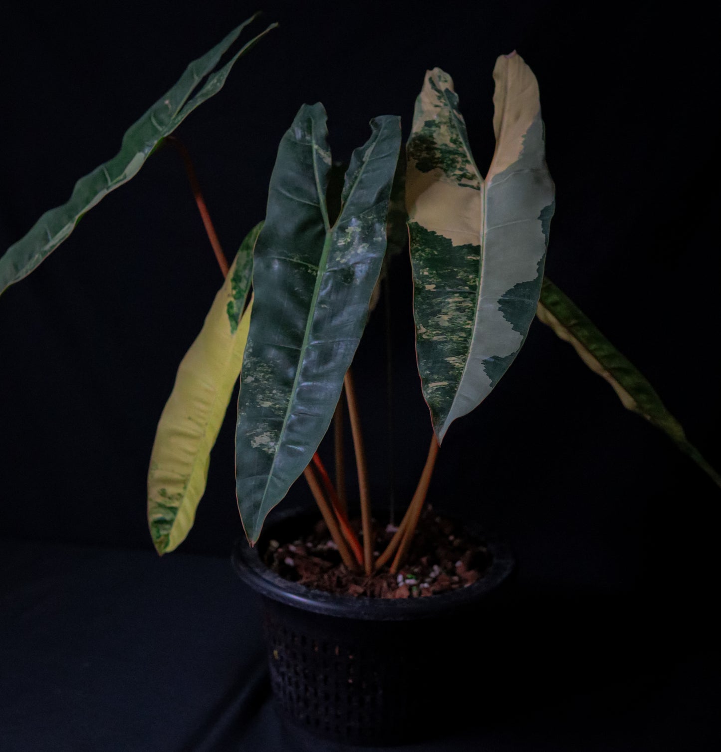 Philodendron Billietiae Variegated