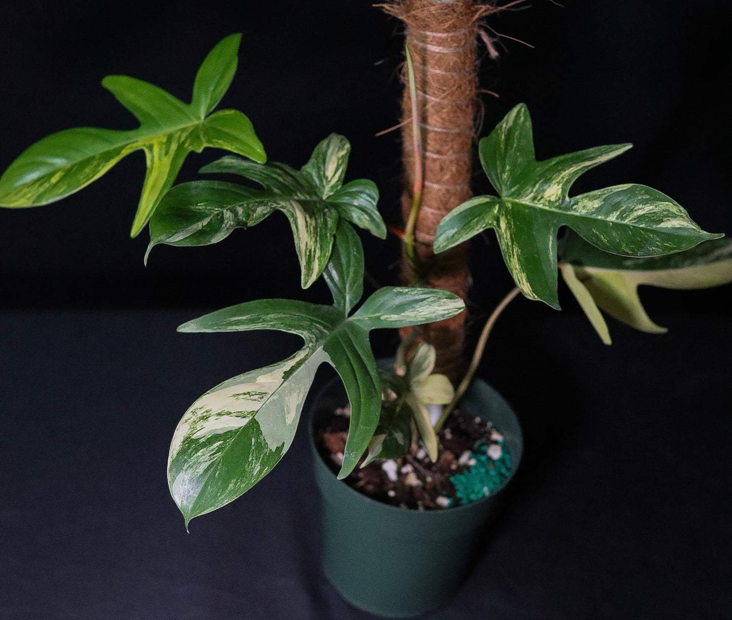 Philodendron Florida Beauty