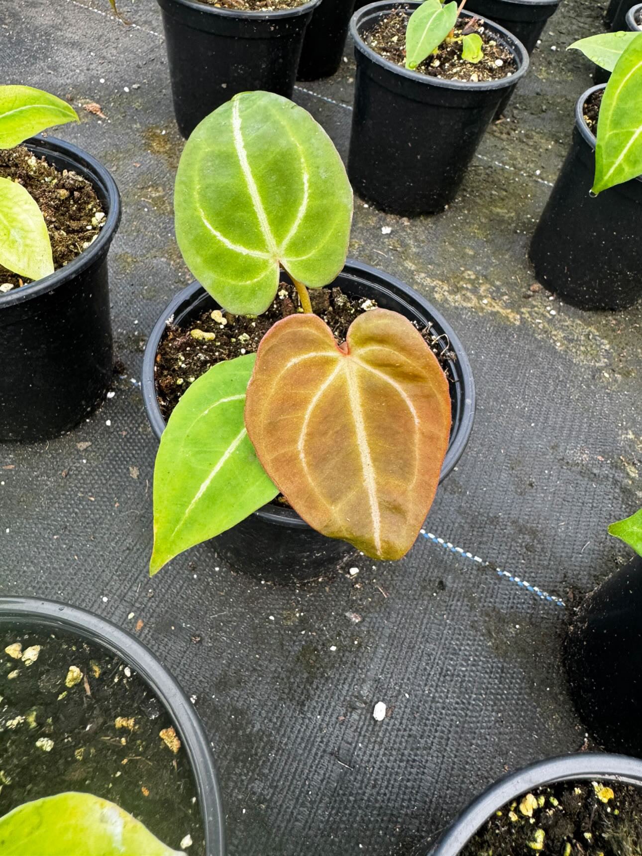 Anthurium Crystal Hybrid