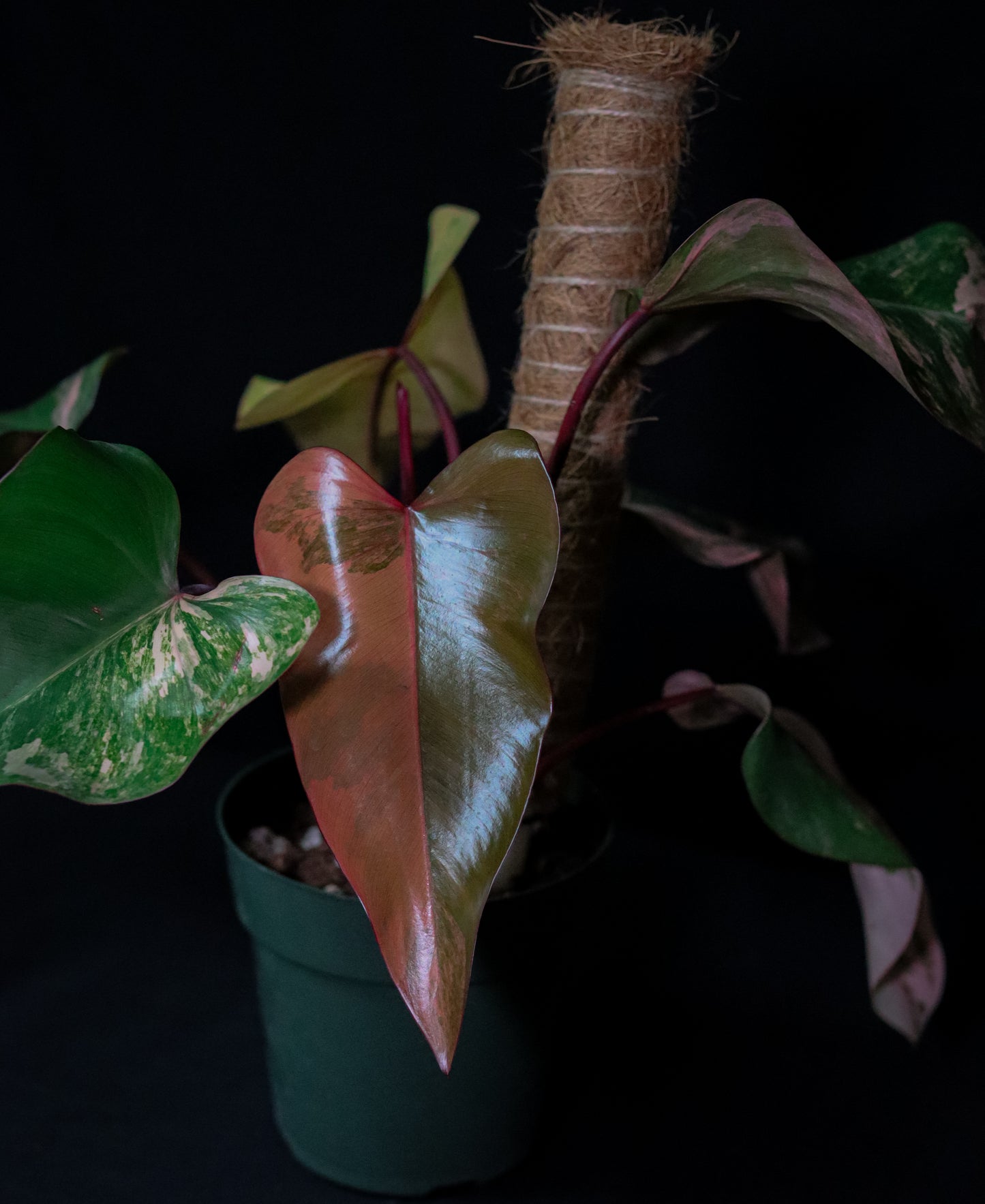 Philodendron Strawberry Shake