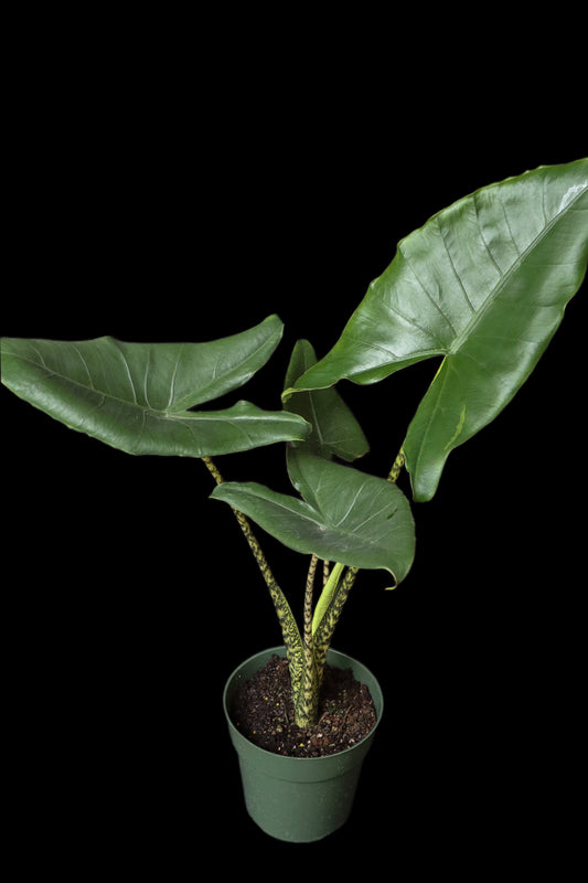 Alocasia Zebrina Reticulata