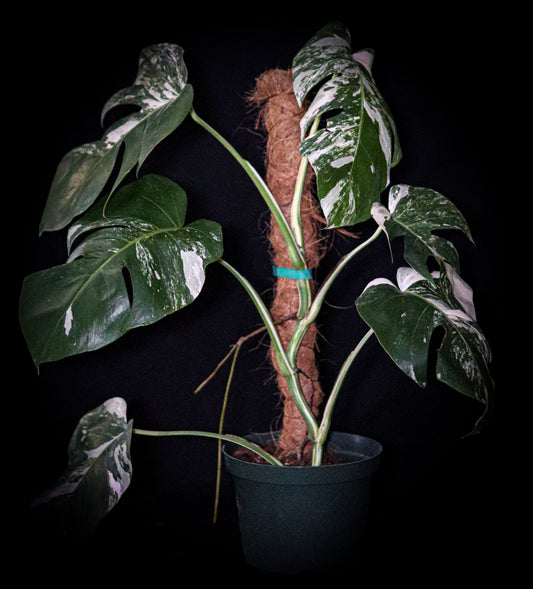 Monstera Borsigiana Albo