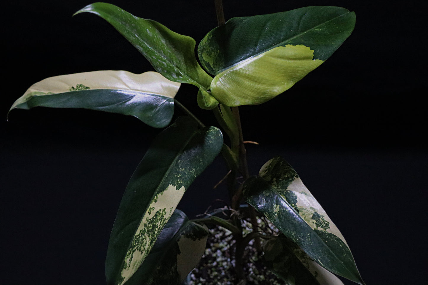 Philodendron Domesticum Variegated