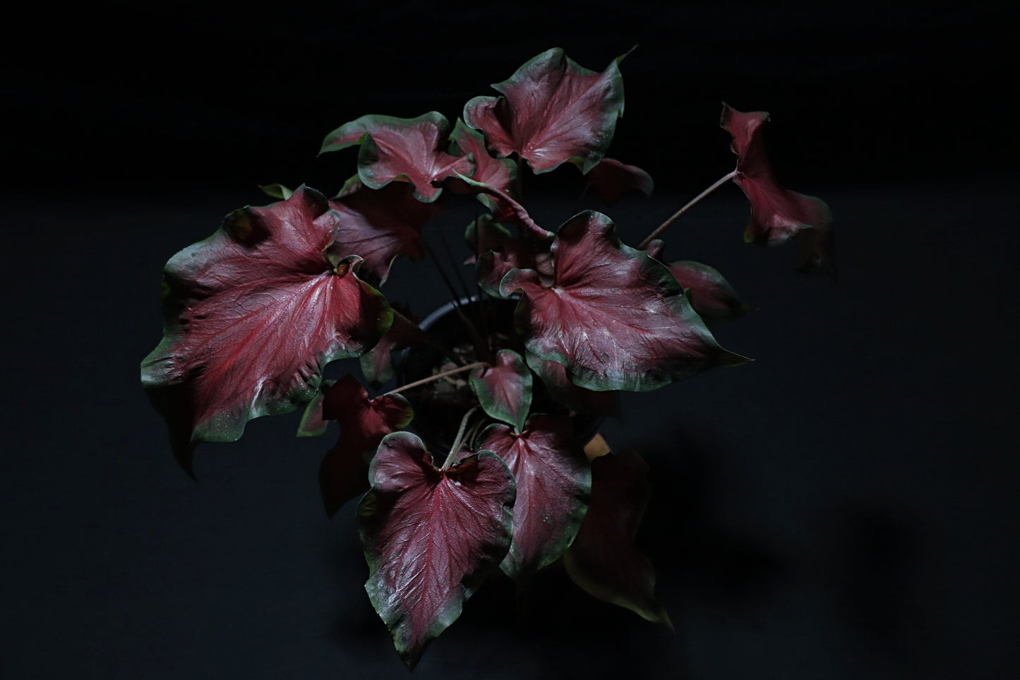 Caladium Fairytale