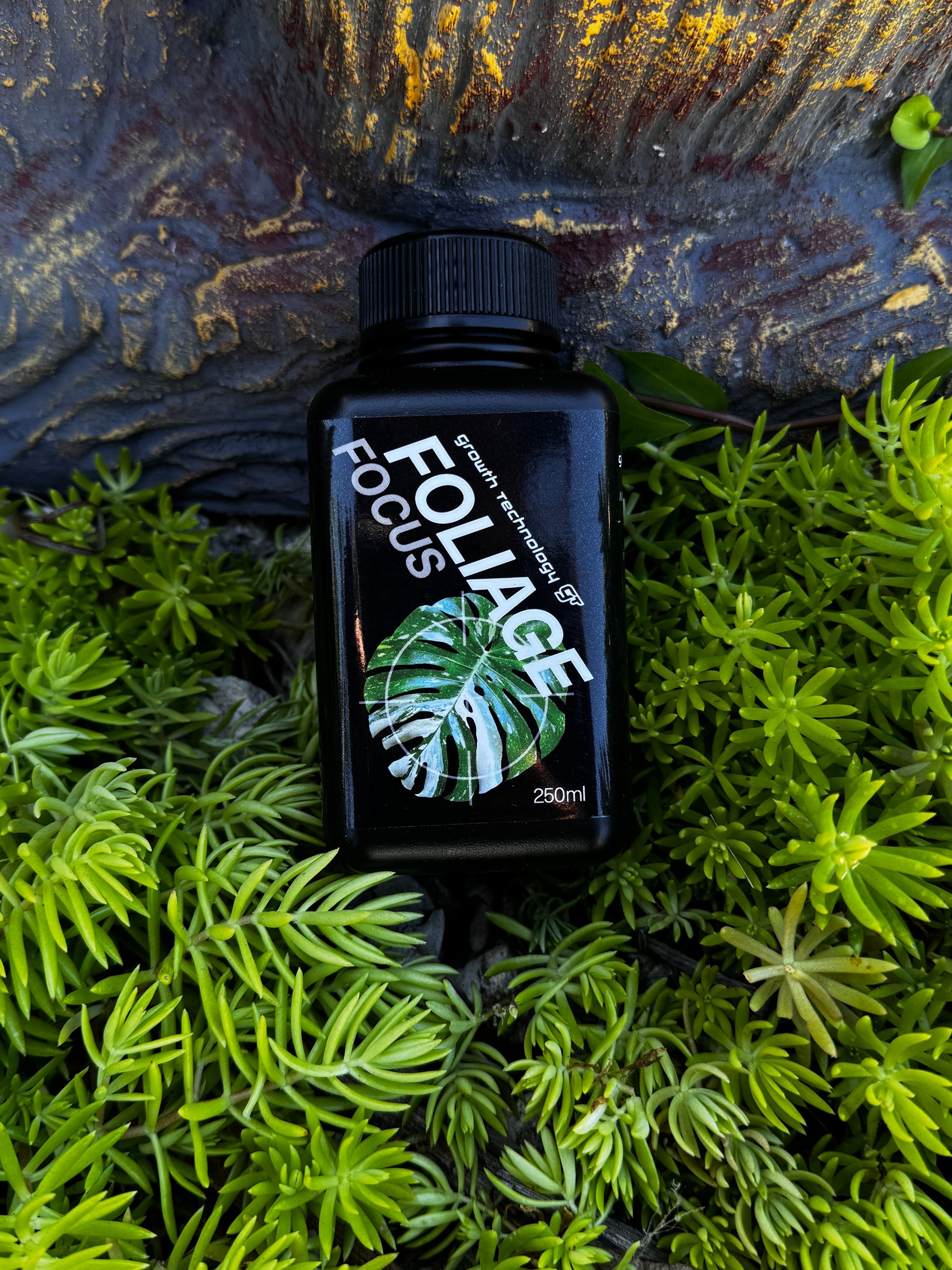 gt focus on foliage plant fertilizer GT Foliage Focus – Unique Plant Nursery & Brokers