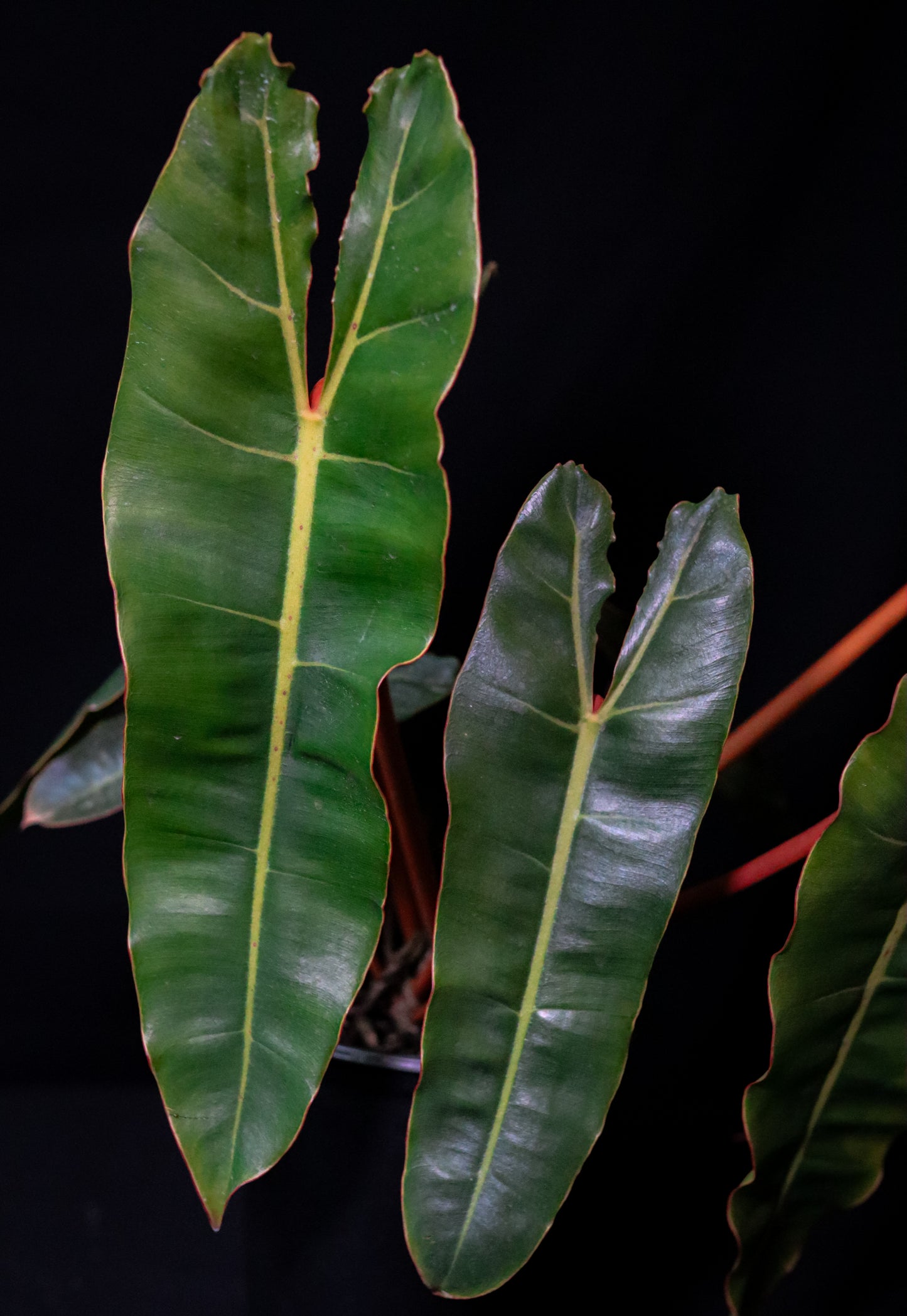 Philodendron Billietiae