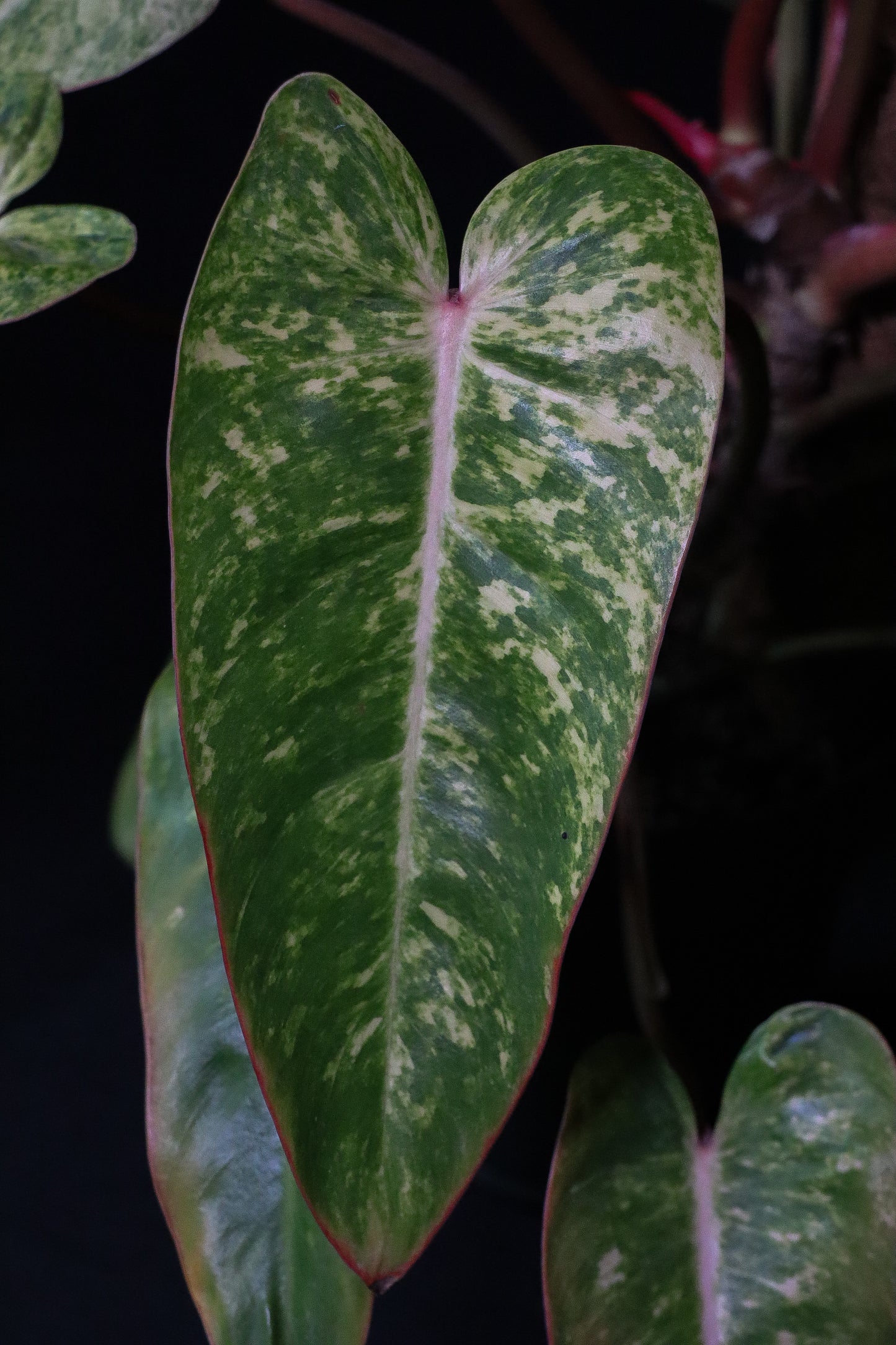 Philodendron Painted Lady