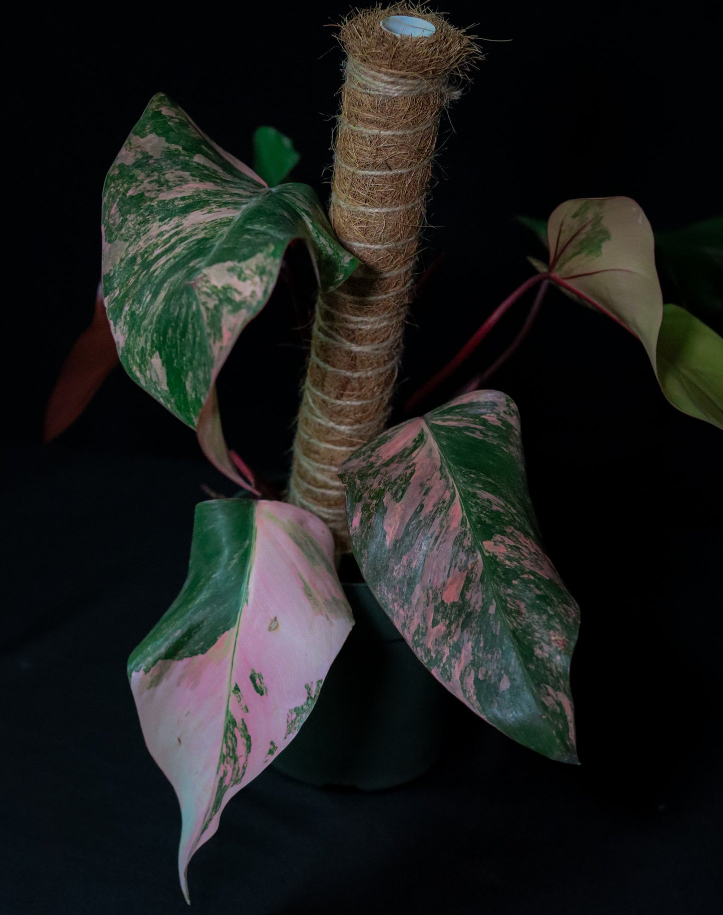 Philodendron Strawberry Shake