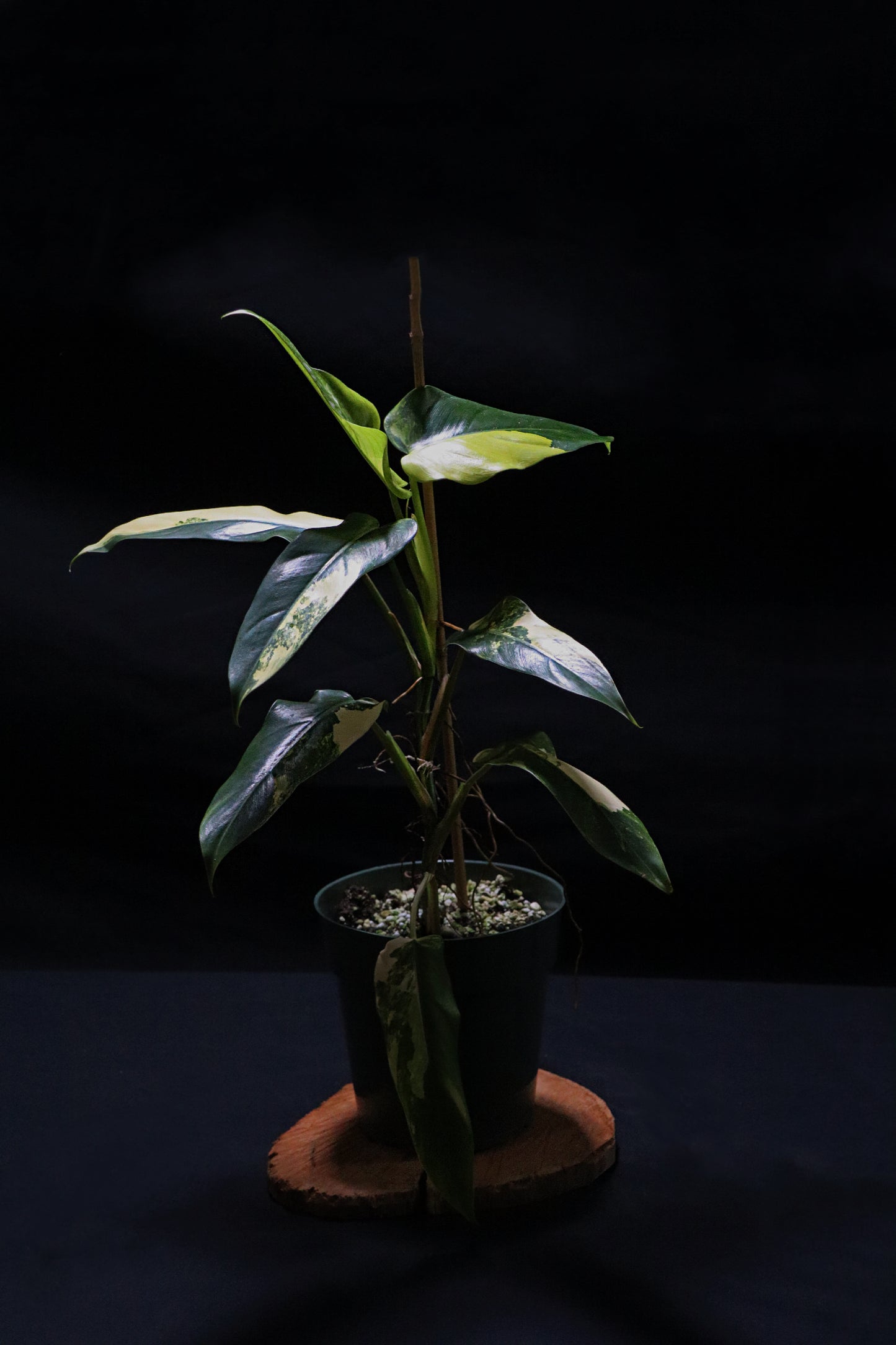 Philodendron Domesticum Variegated