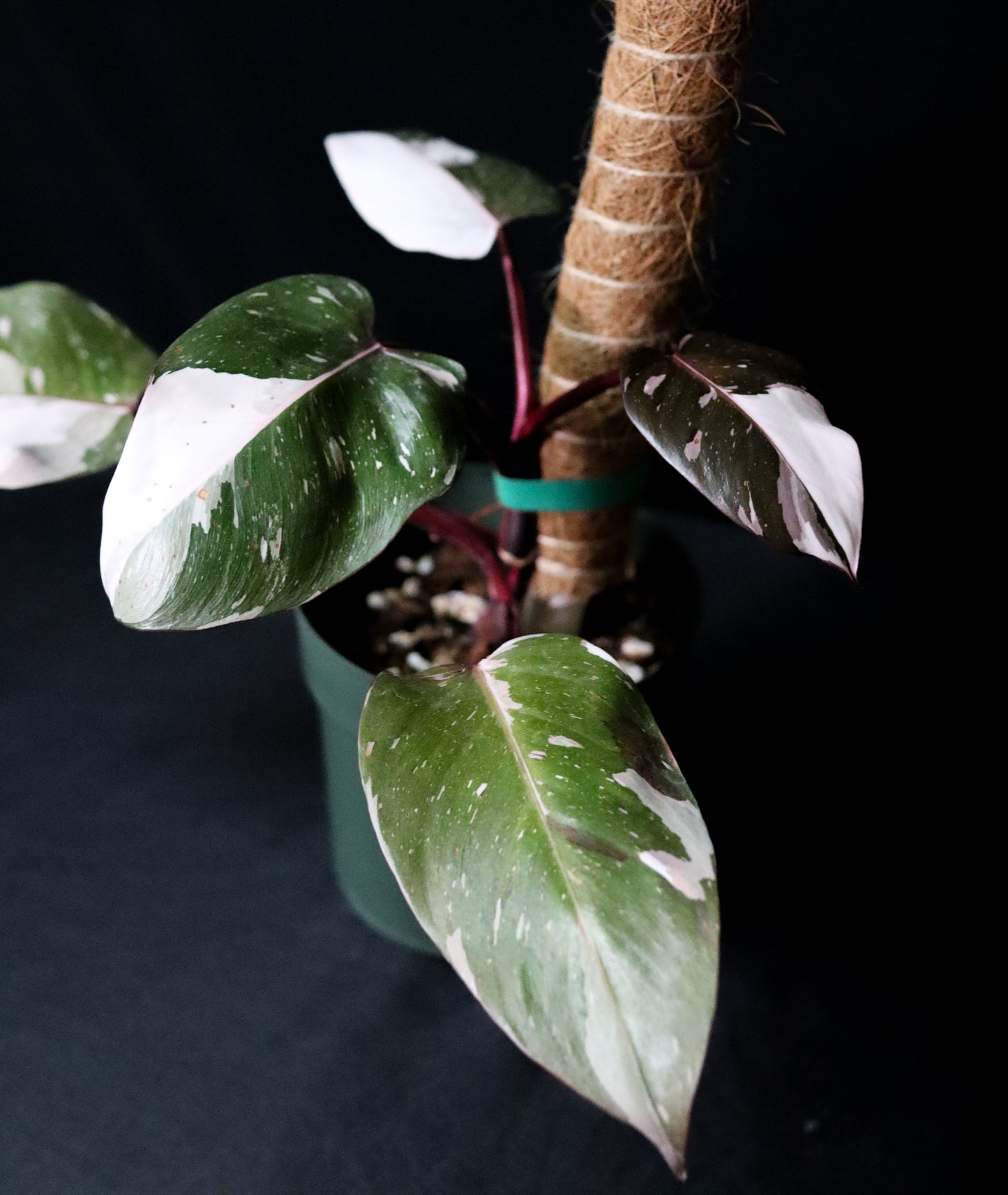 Philodendron Red Anderson