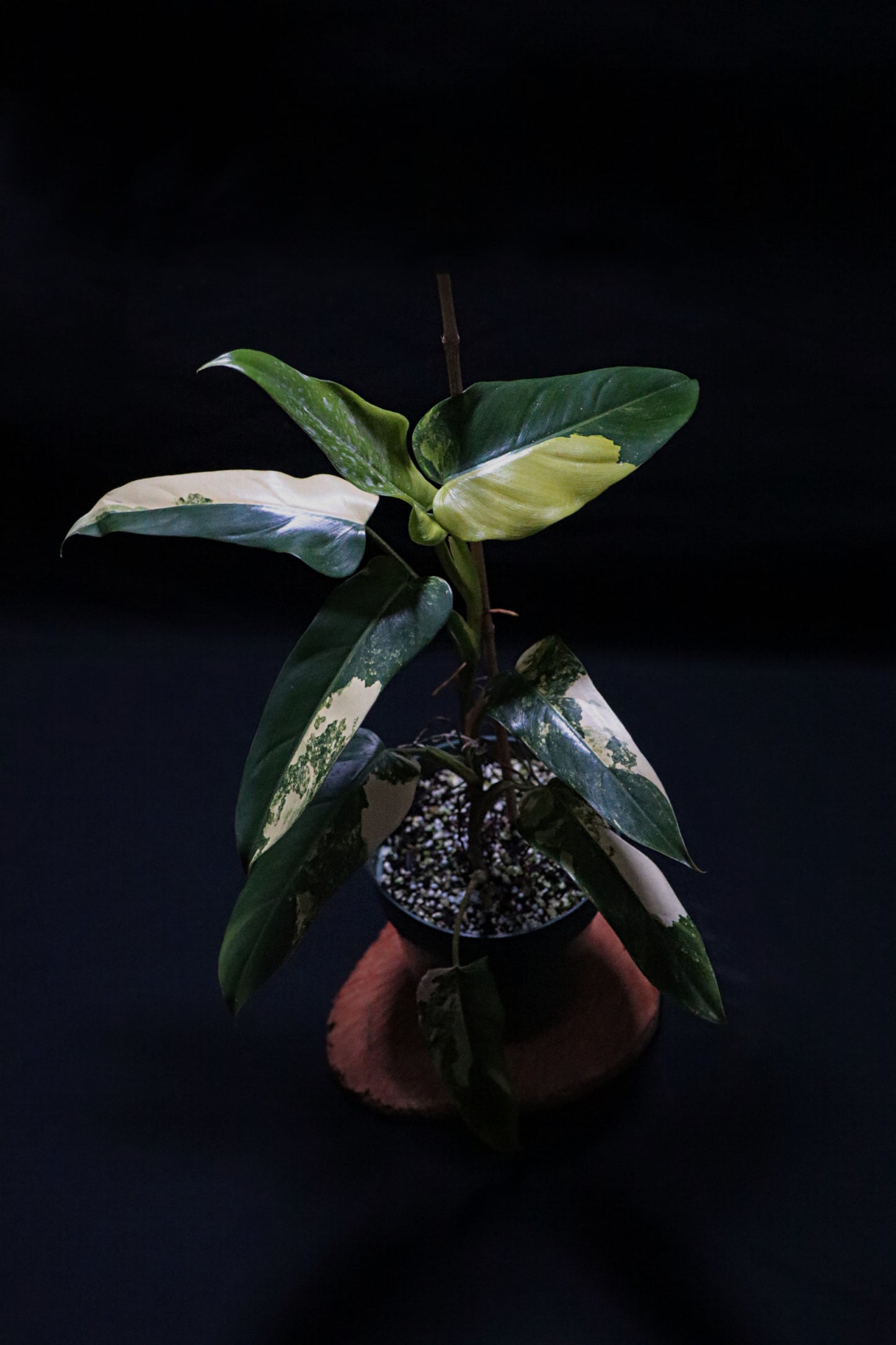 Philodendron Domesticum Variegated