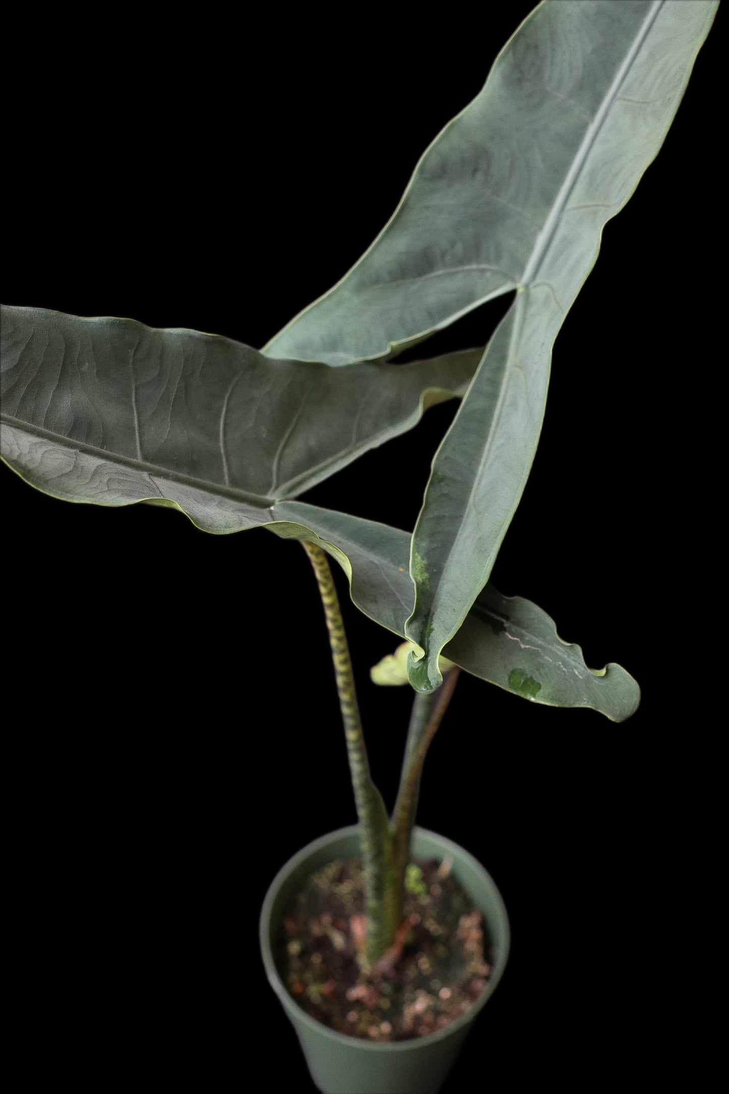 Alocasia Tigrina Superba